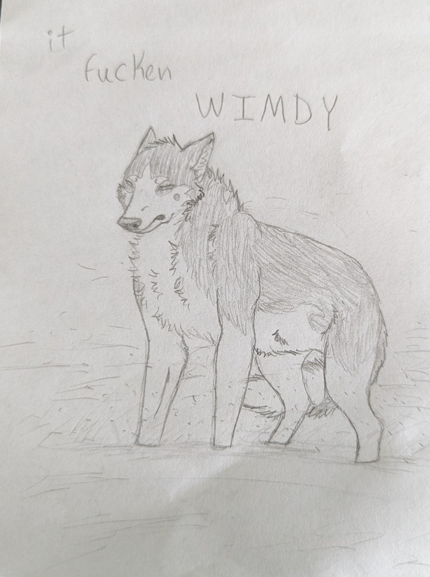 pencil drawing of a gray and white canine standing and looking disgruntled with their fur blowing and the words "it fucekn wimdy" to reference a popular picture online of a fox in a similar pose with the same words