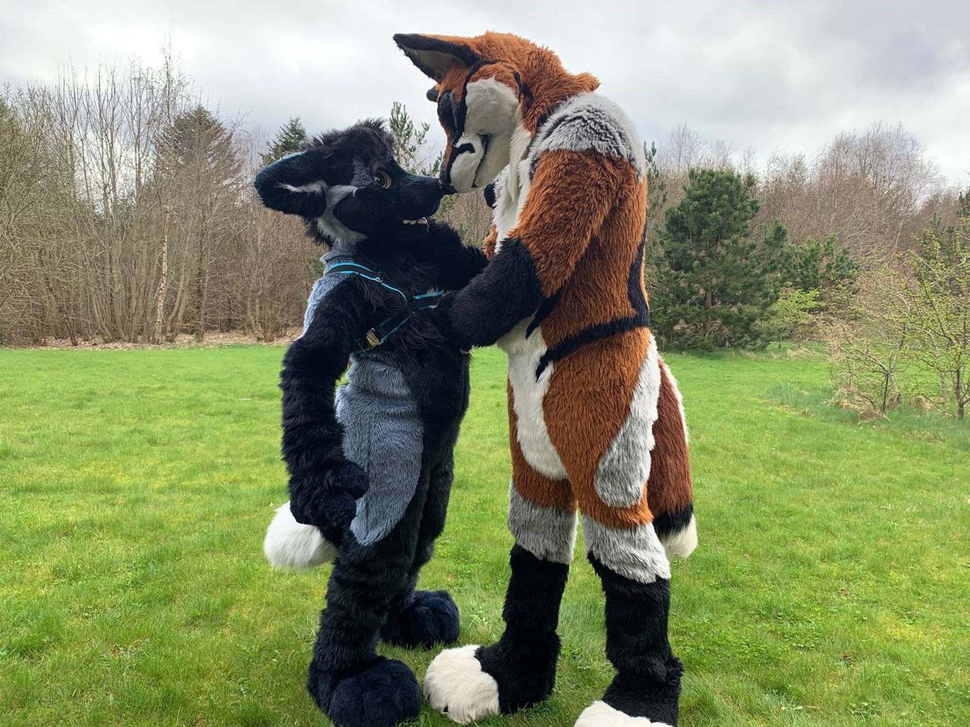 Two fox fursuits standing together, one gray fox and one red fox. The red fox is pulling the gray fox close by his harness.