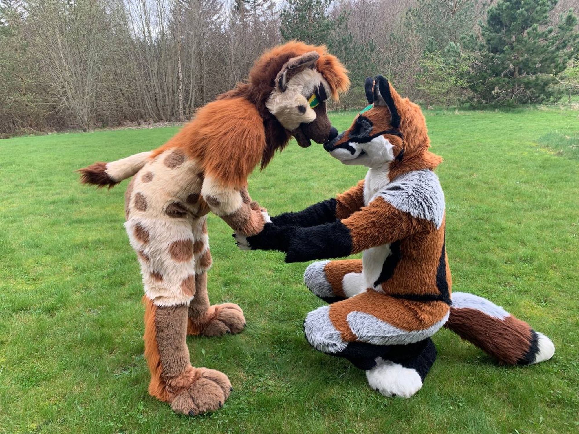 A fox fursuit is kneeling in front of a hyena fursuit. The hyena is leaning down to touch their noses together.