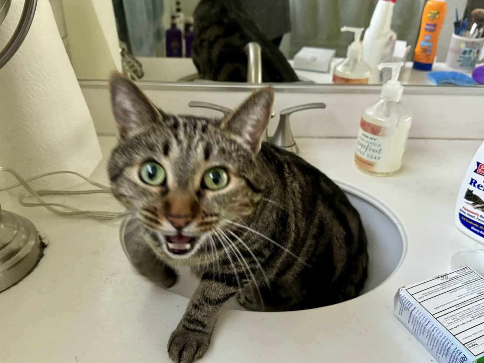 Ty Lee, a tabby cat, coming out of her sink to shame mankind