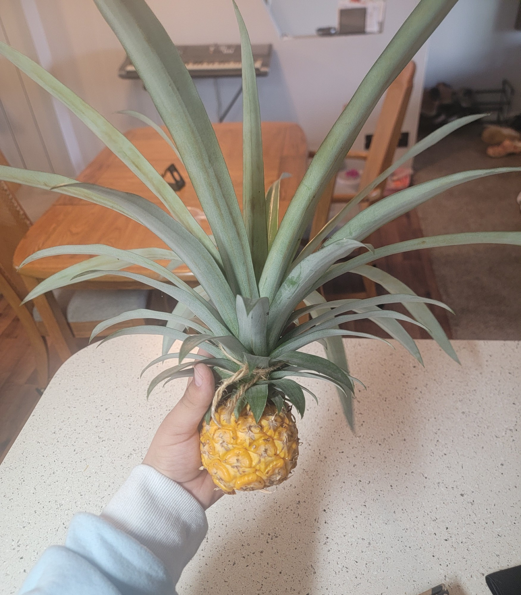 small pinapple with huge leaves 