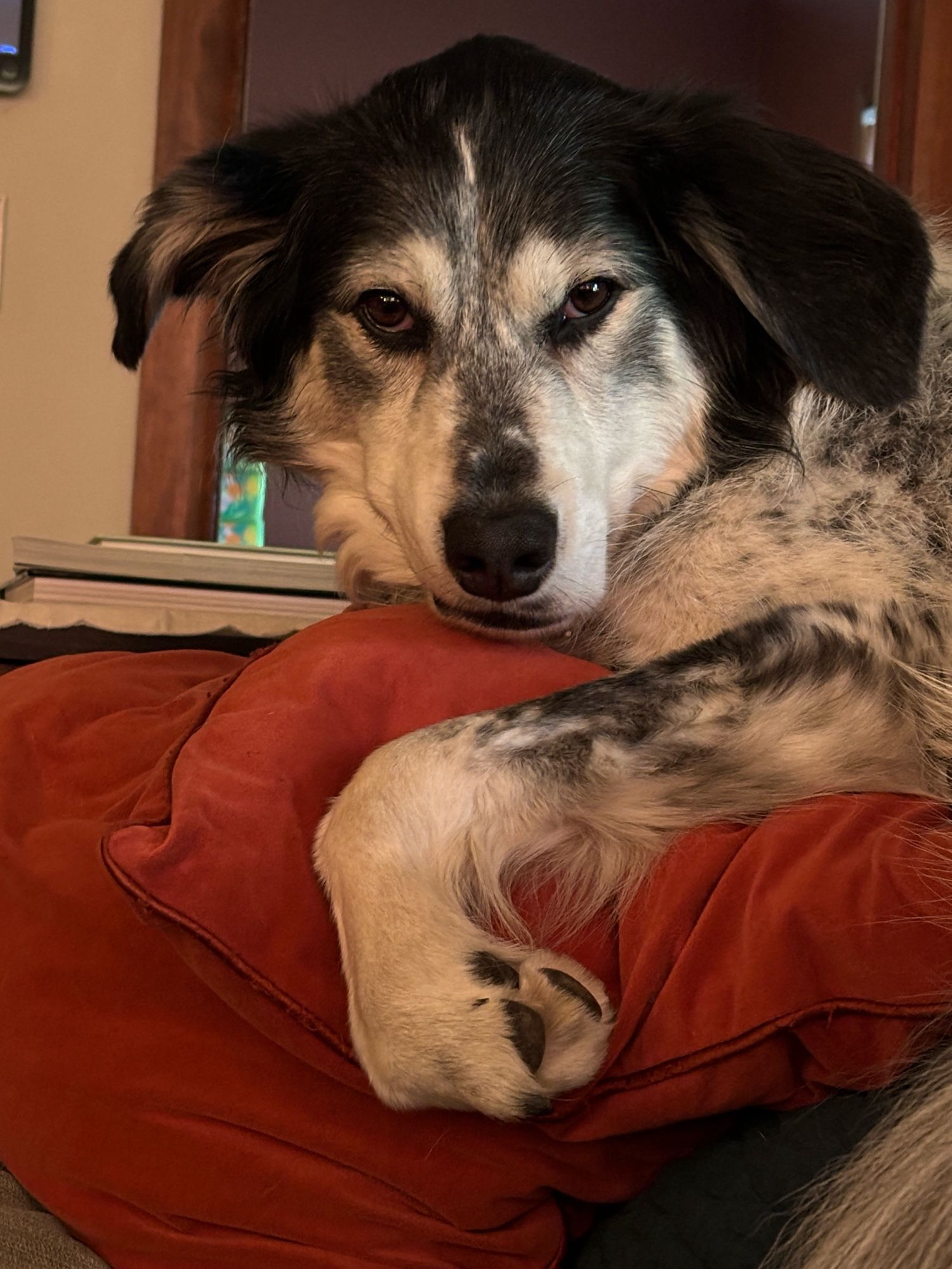 Winston, a black and white rescue pup, almost age 4, resting on a rust colored pillow.