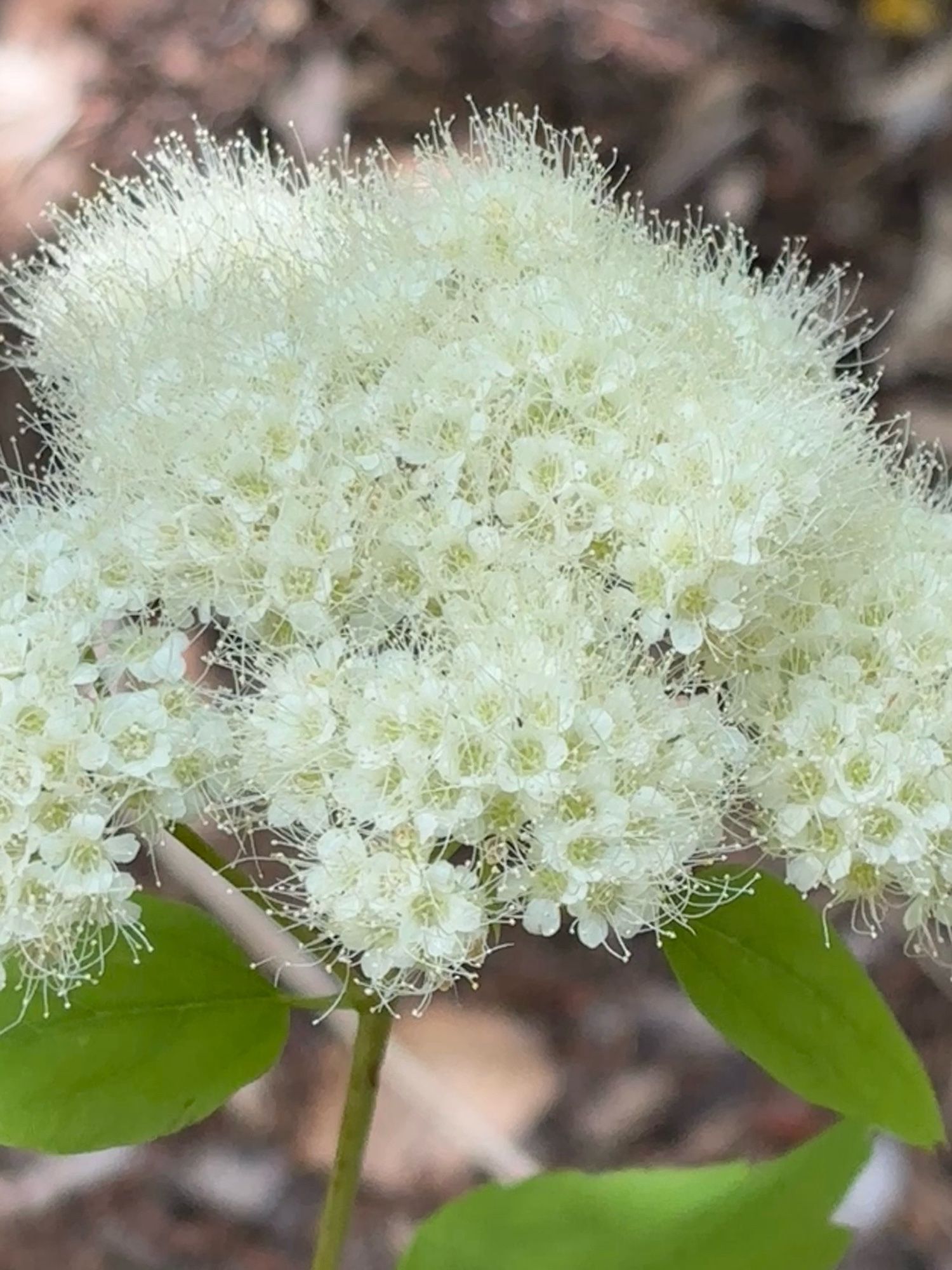 Fluffy white blossoms