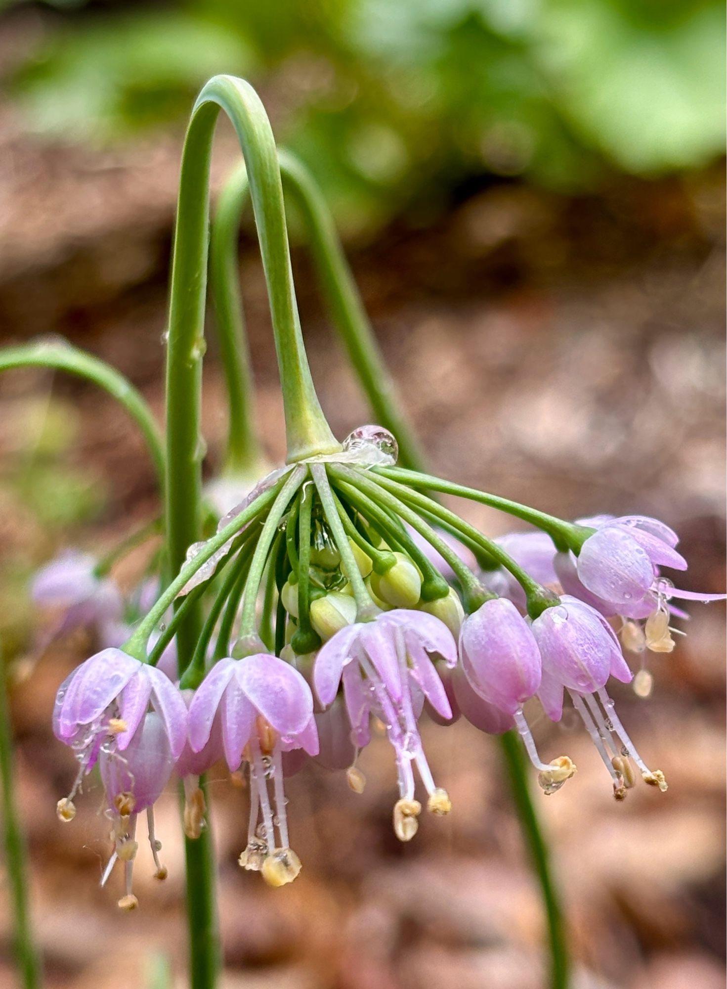 Nodding onion flower with pink petals