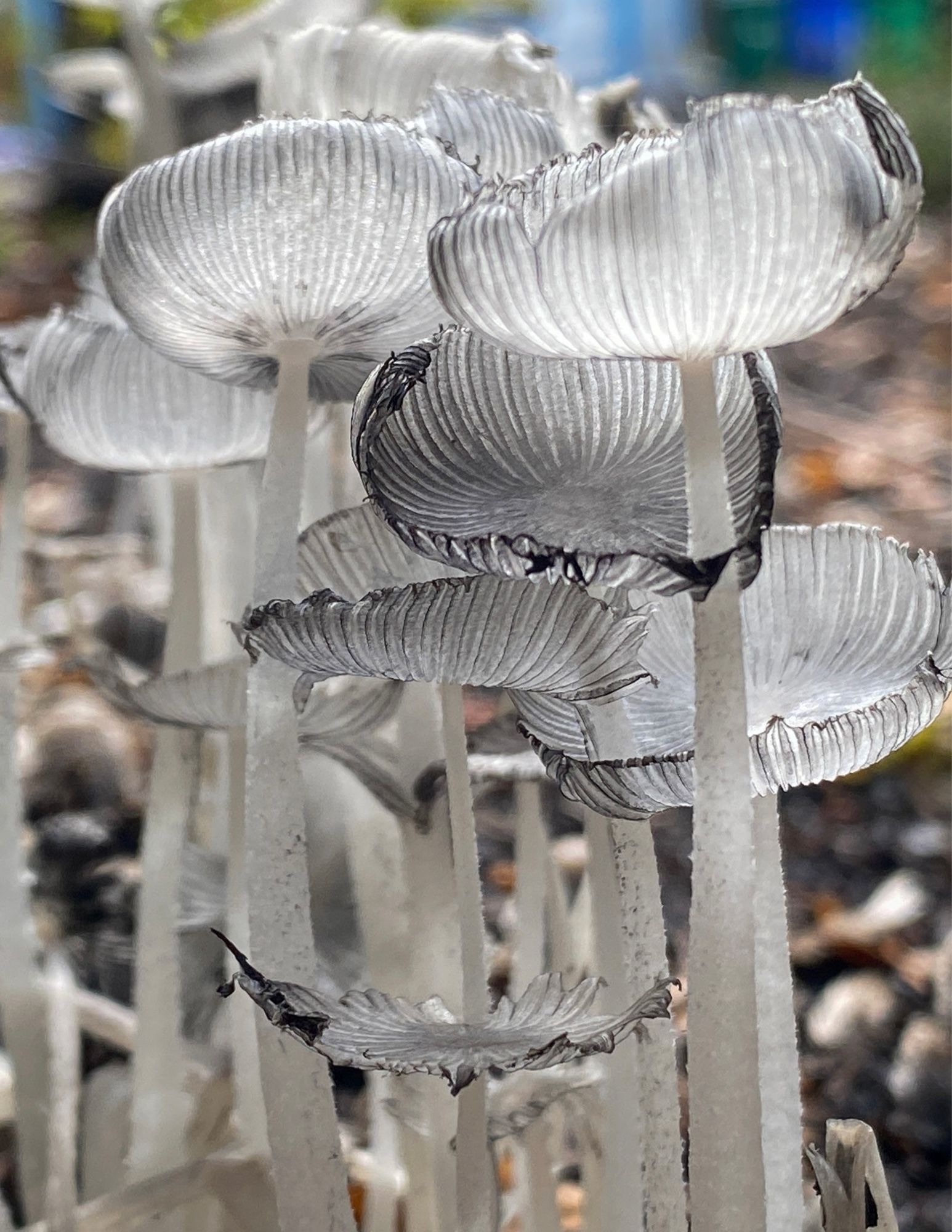 White, delicate mushrooms