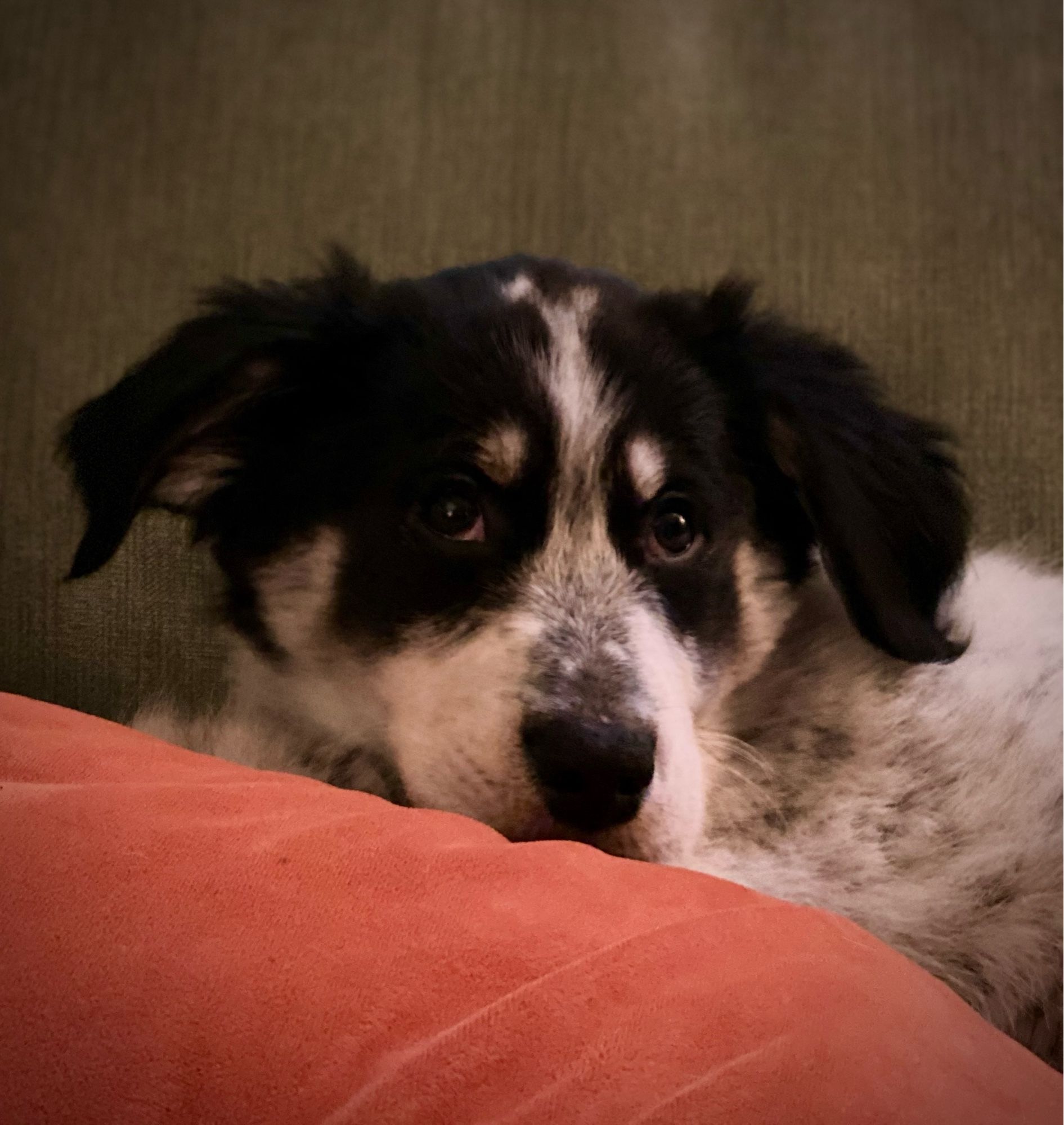 Winston, a black and white rescue pup, around 12 weeks resting on a rust colored pillow.