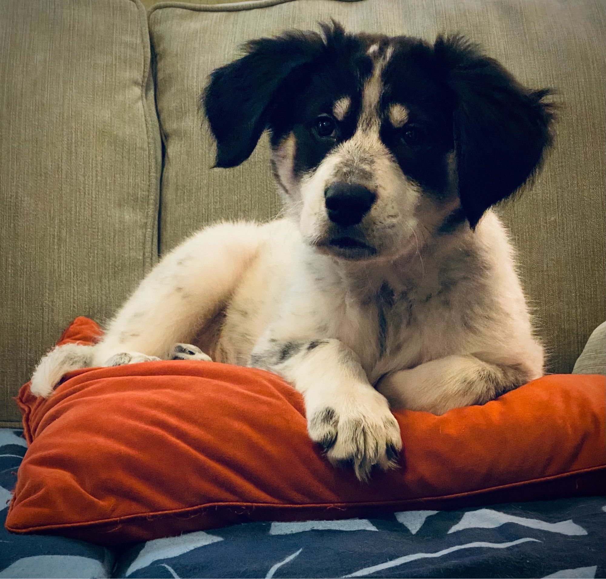 Winston, a black and white rescue pup, around 12 weeks resting on a rust colored pillow.