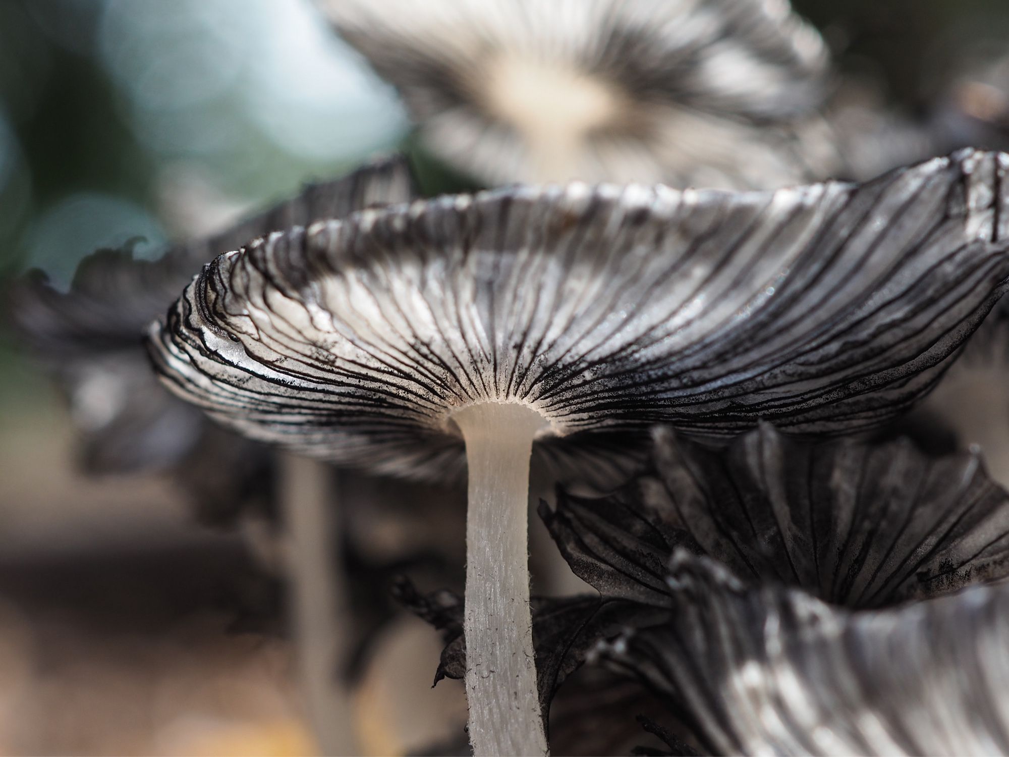 A close up of a delicate white mushroom with black ridges or gills under the cap