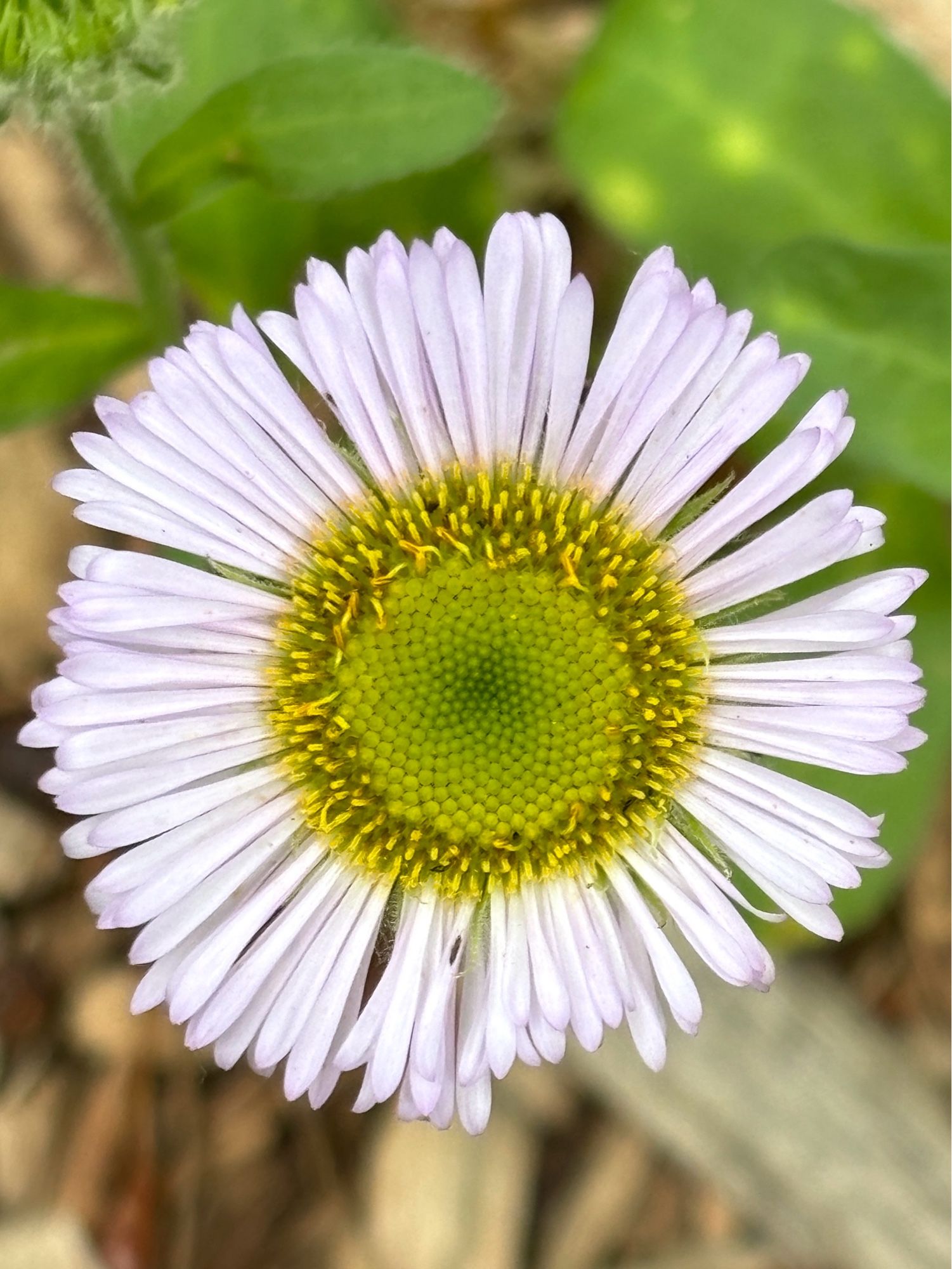 One plate lavender flower with big yellow-green center.