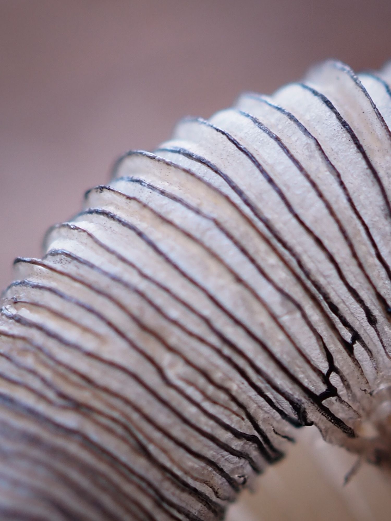 A macro lens closeup of the gills on a delicate white mushroom