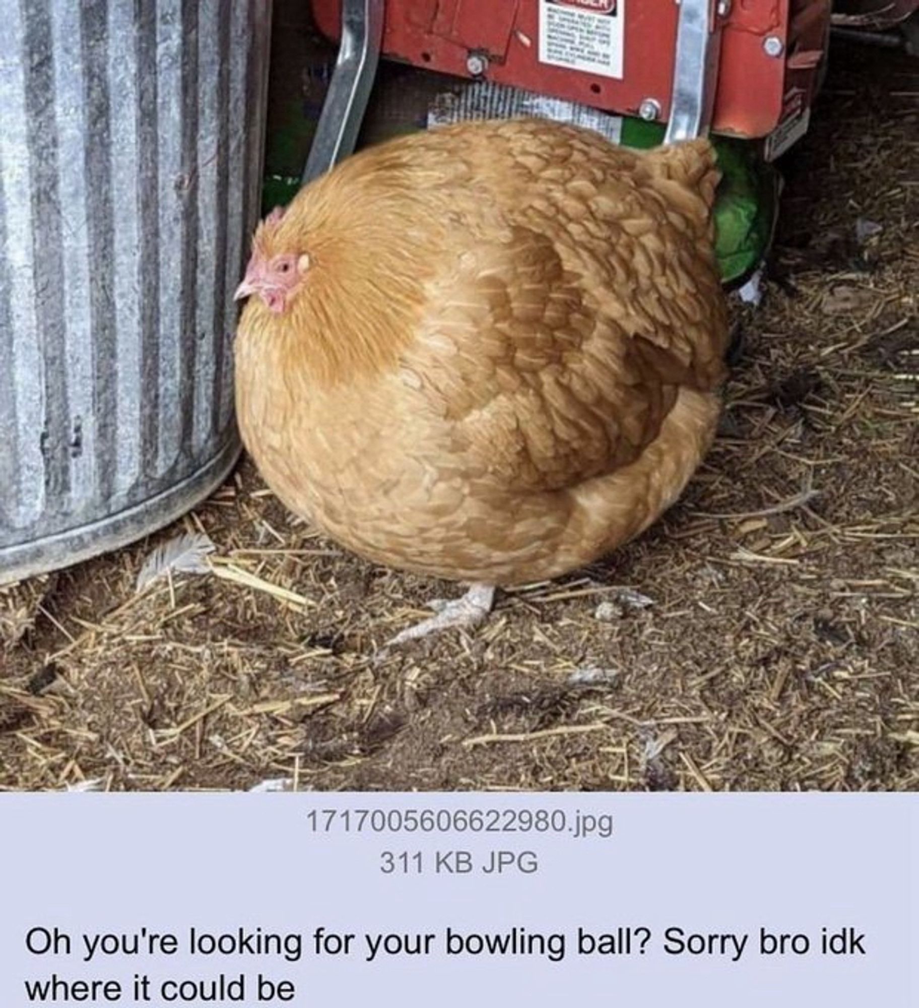 Image of an extremely spherical chicken, with the caption below: "Oh you’re looking for your bowling ball? Sorry bro idk where it could be"