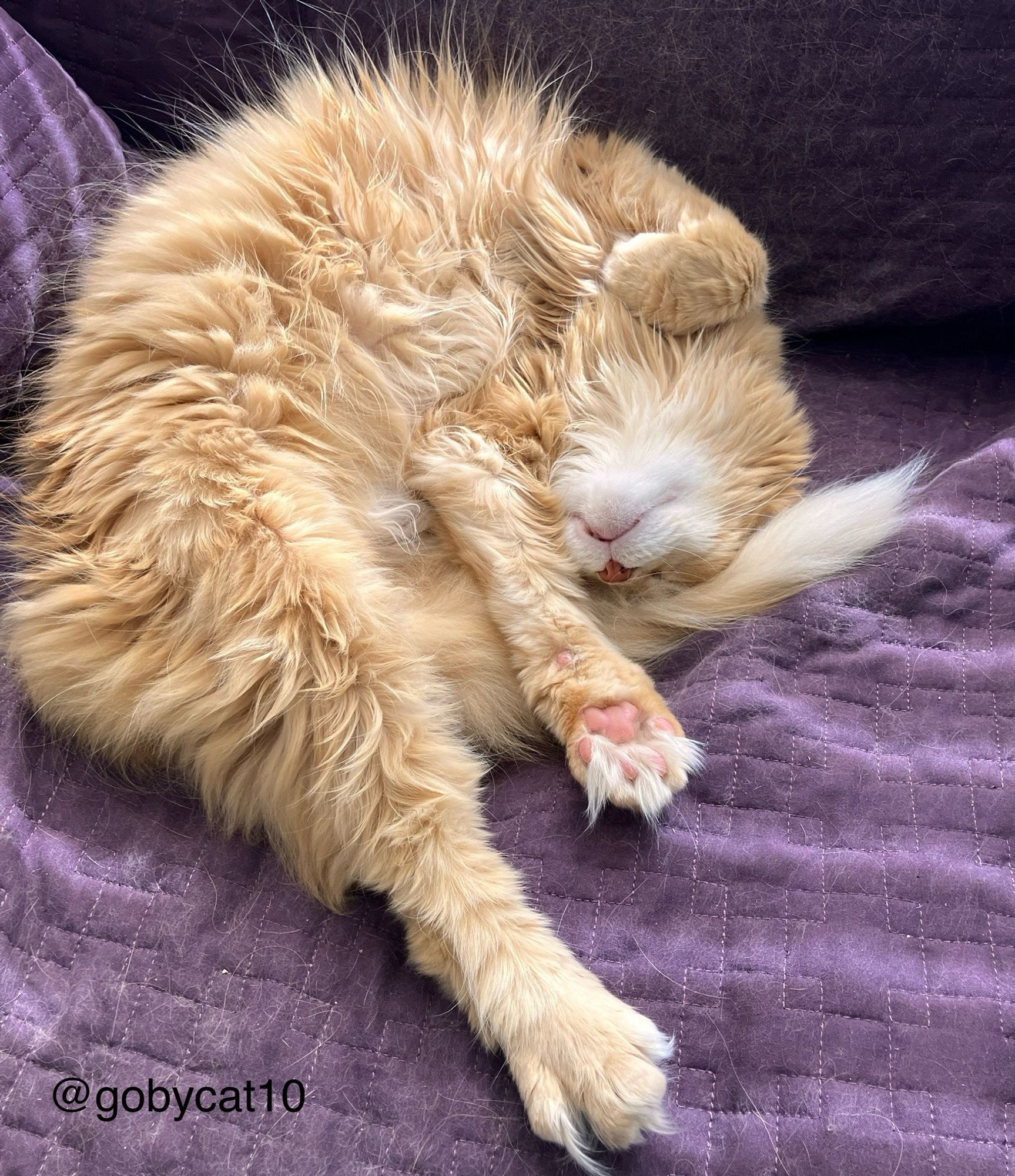 Goby, a fluffy ginger cat, napping on a purple blanket in a sun puddle. His paws are stretched out, exposing his toe-beans.