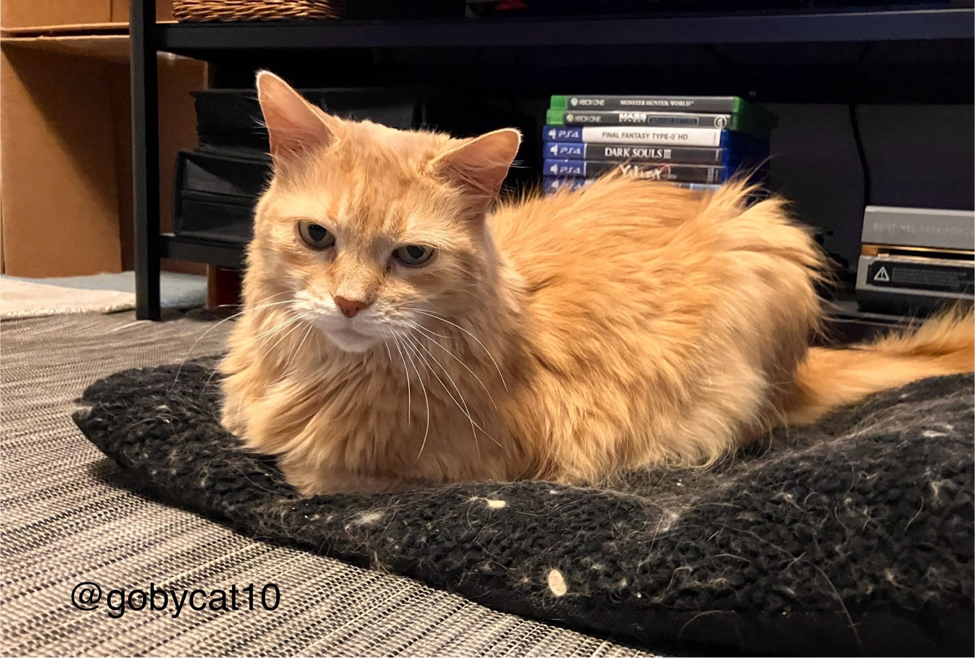 Goby, a fluffy ginger cat, loafing on a black cat bed in  front of a TV stand. The TV is not visible in the picture.