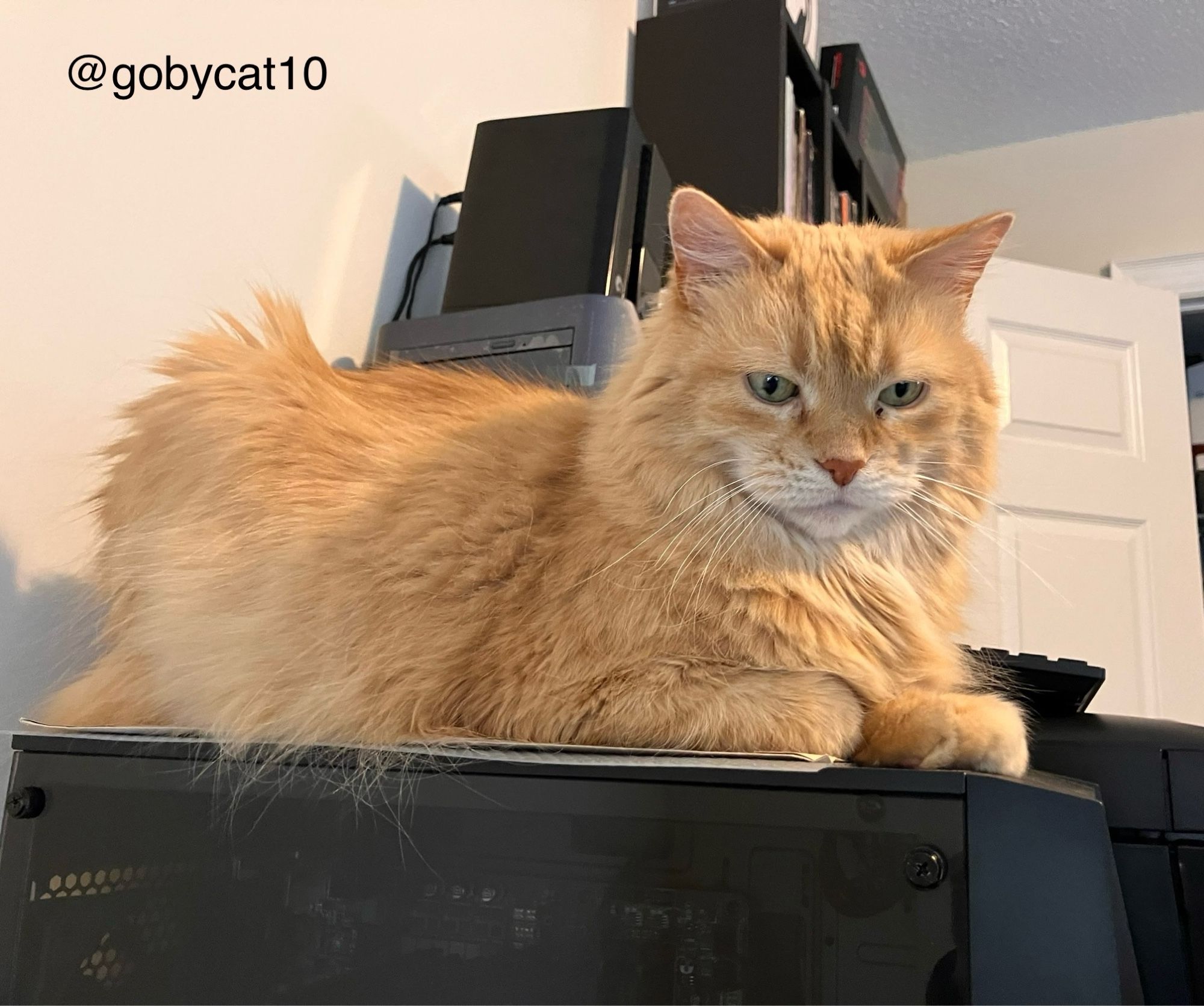 Goby, a fluffy ginger cat, sitting in a loaf position on top of a black computer tower.