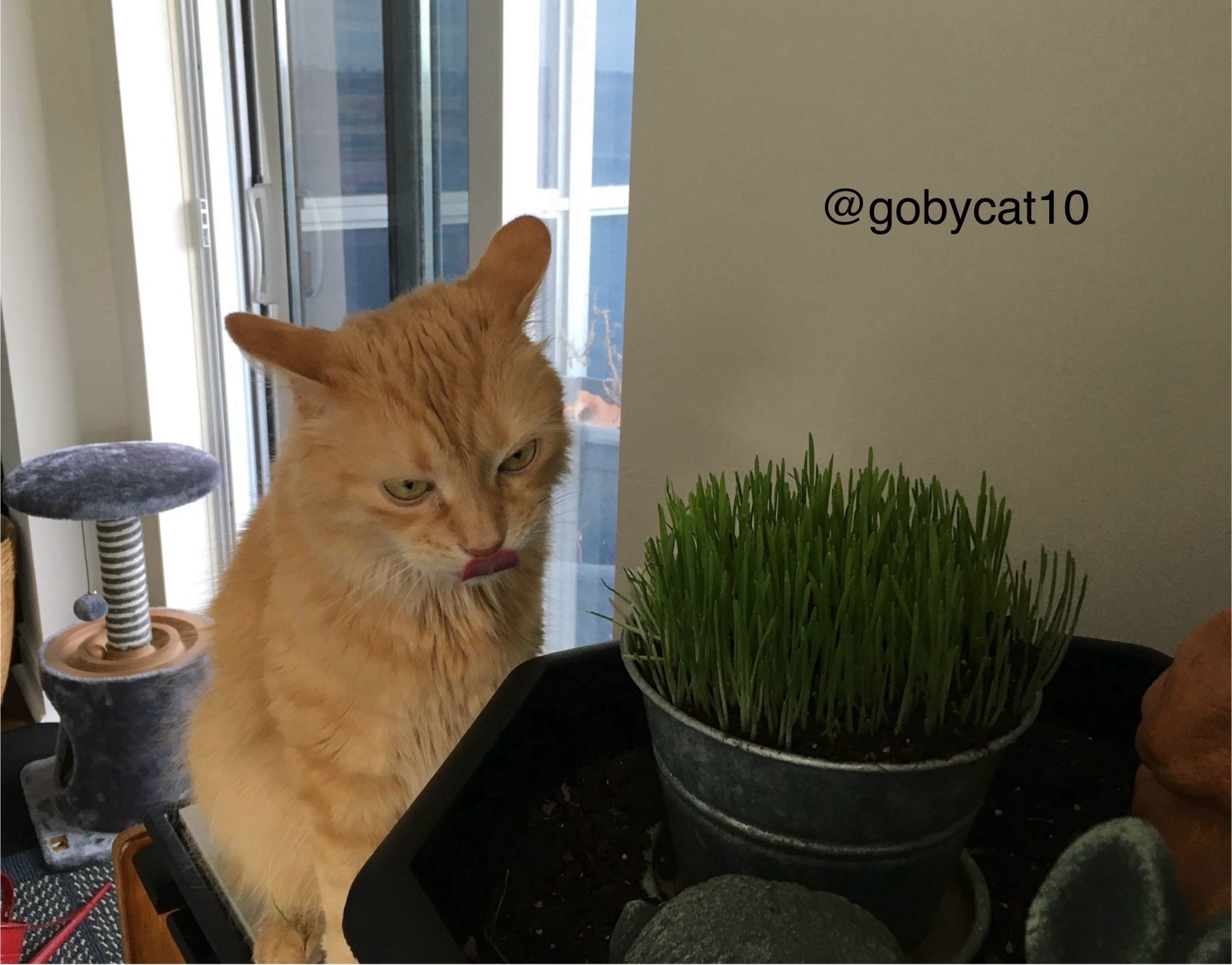 Goby, a fluffy ginger cat, staring at a pot of fresh grass with his tongue curled and an evil look on his face. In the background is a grey carpeted cat cubby/cat scratcher.and an open patio door.