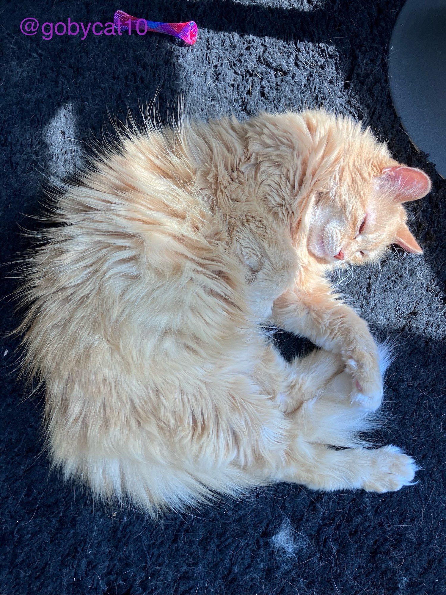 Goby, a fluffy ginger cat, lying in an arch in a sun puddle on a black shag carpet.