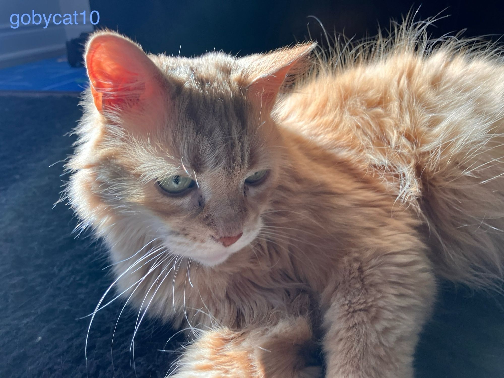 Goby, a fluffy ginger cat, sitting the sun on a black shag carpet.