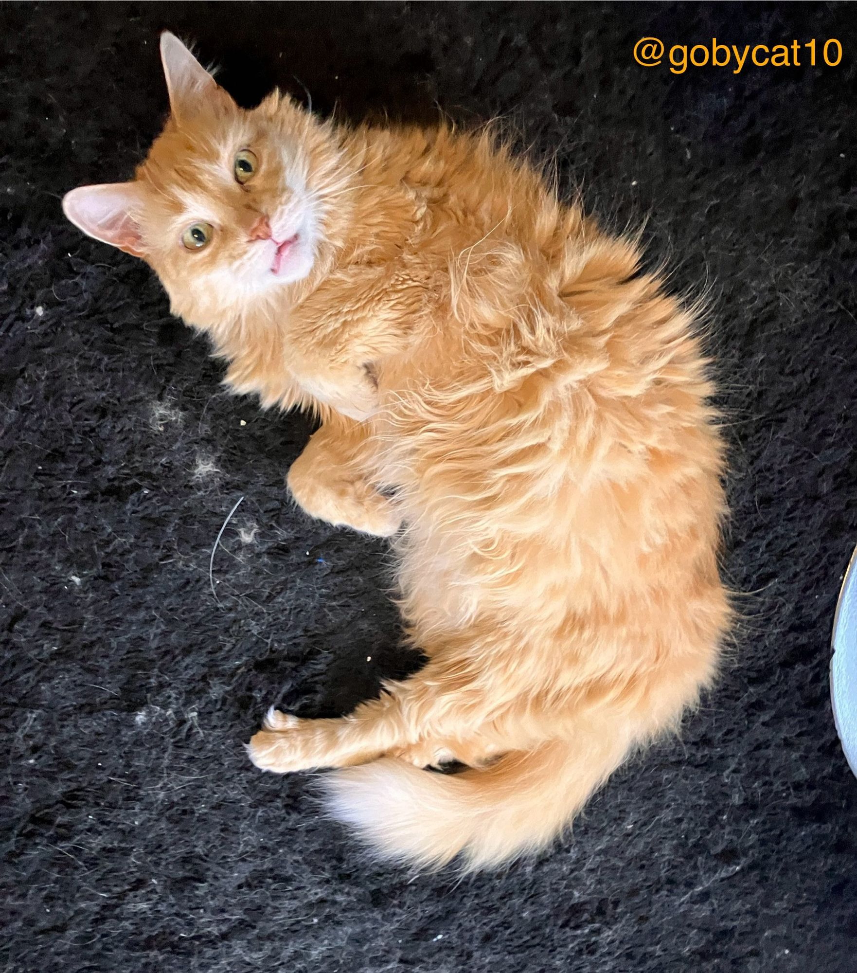 Goby, a fluffy ginger cat, lying in an arch on a black shag carpet. His eyes are open and he is looking at the camera with a little bit of a shocked look on his face.