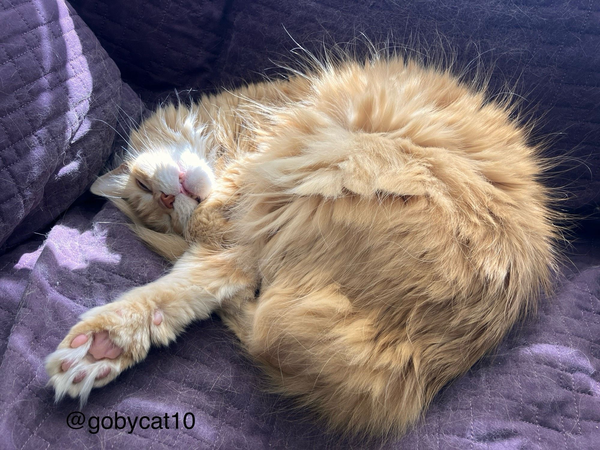 Goby, a fluffy ginger cat, napping on a purple blanket in a sun puddle. His paws are stretched out, exposing his toe-beans.