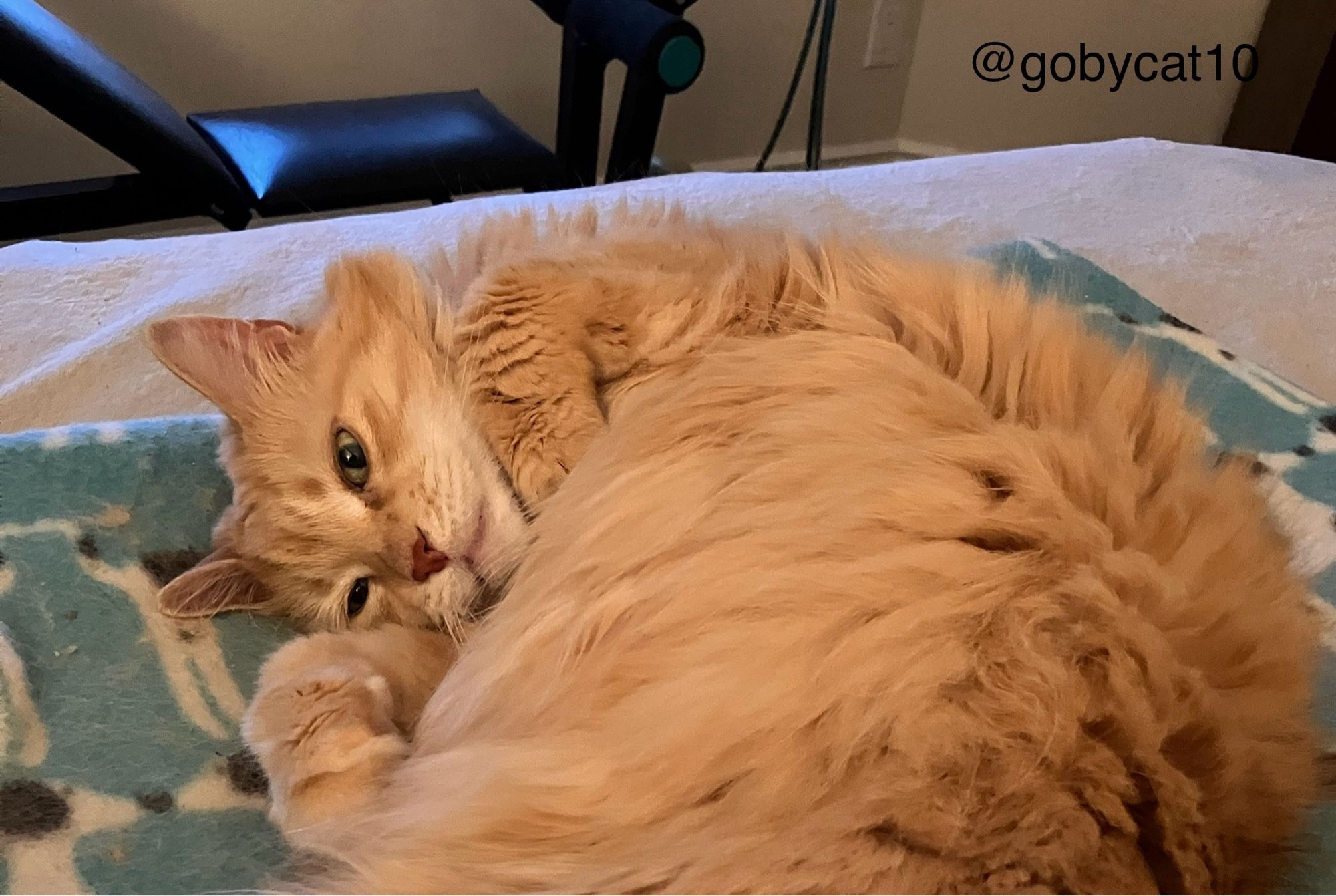 Goby, a fluffy ginger cat, curled on a light blue blanket printed with stylized Dalmatians. His eyes are open and he is looking at the camera.