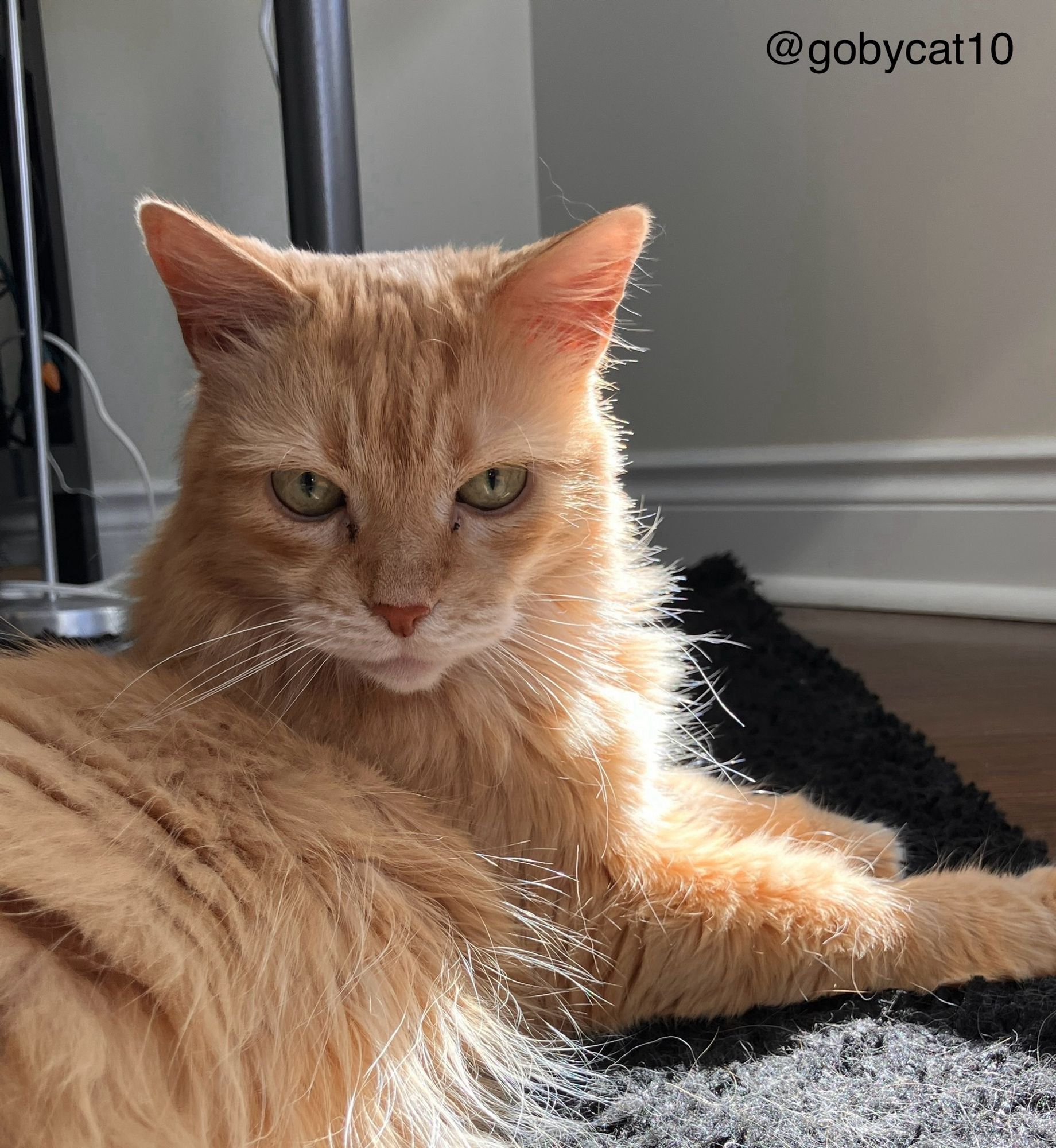 A head shot of Goby, a fluffy ginger cat, sitting in a sun puddle on a black shag carpet.