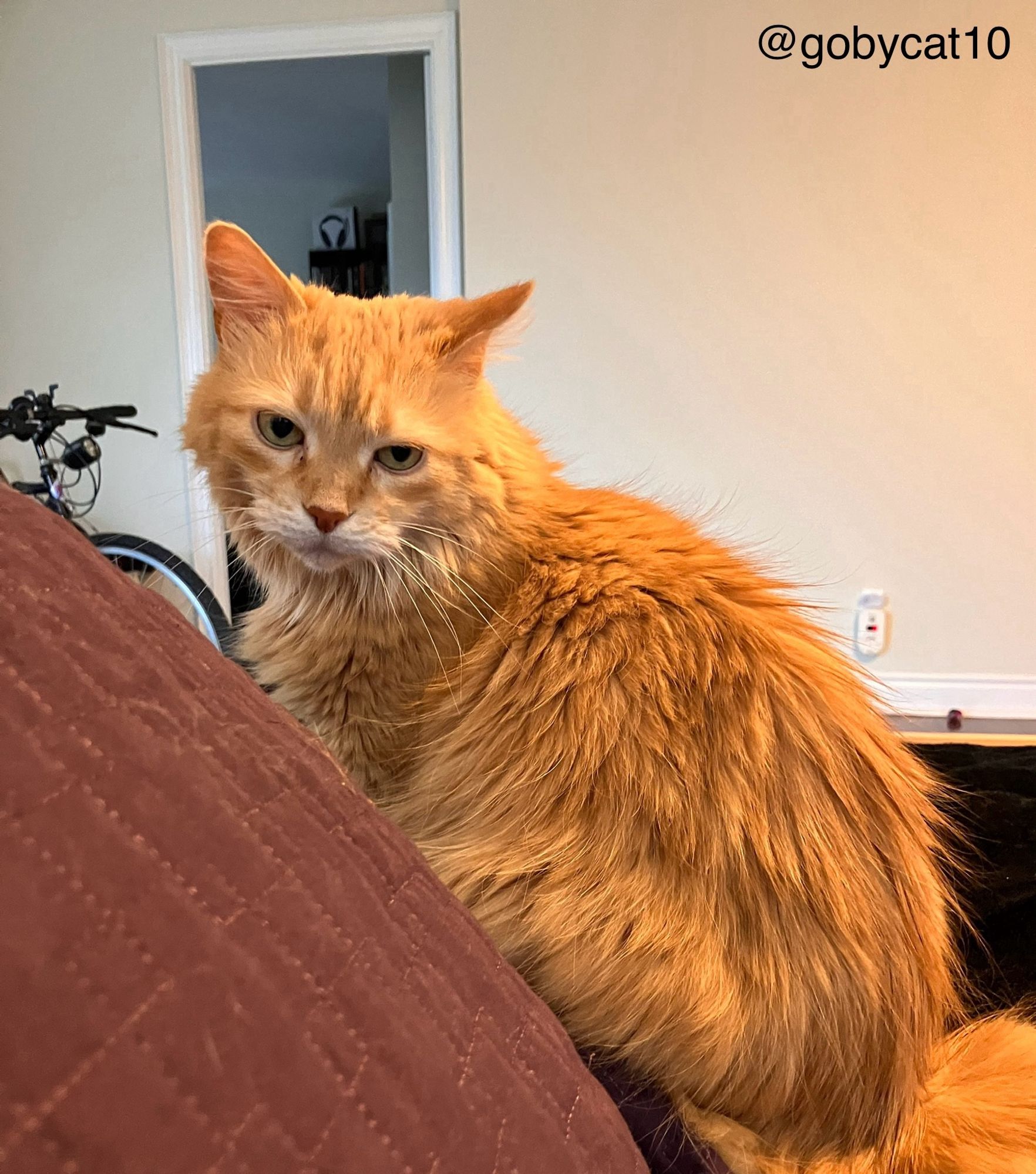 Goby, a fluffy ginger cat, sitting upright on a sofa covered with a purple blanket. He is saying “come on” with his face.