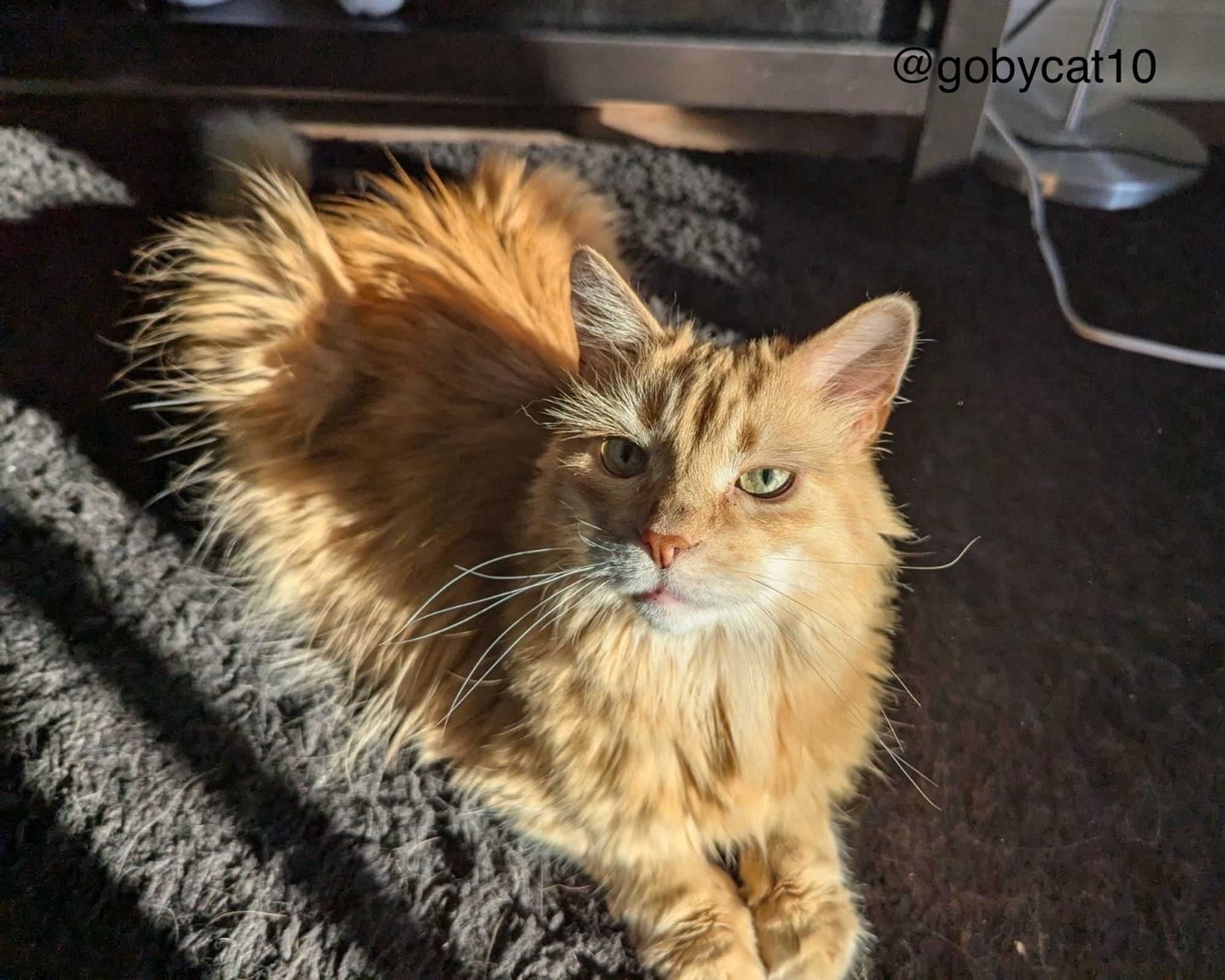 A front view of Goby, a fluffy ginger cat, sitting in loaf position in a sun puddle.