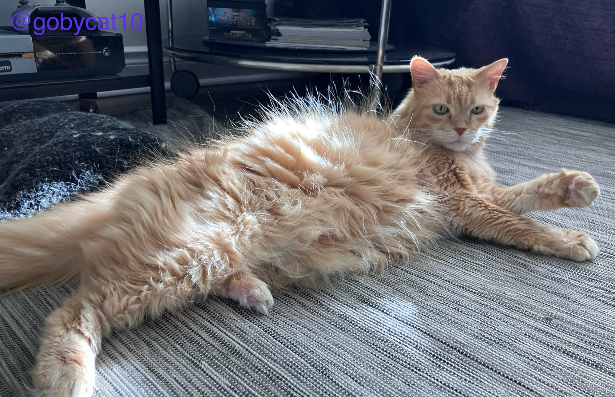 Goby, a fluffy ginger cat, lying in the sun on a white, grey and black flat woven carpet. He is holding his left front paw in the air. His fur is looking especially fluffy. 