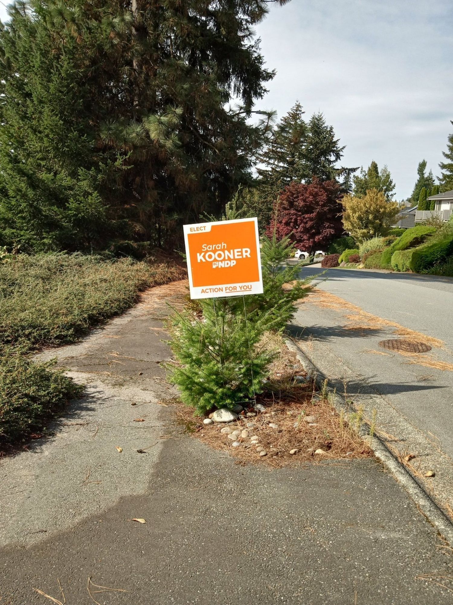 Sarah Kooner lawn sign at the front of my yard.. She is the BC NDP candidate for Abbotsford South. There are small Douglas pines in the picture.