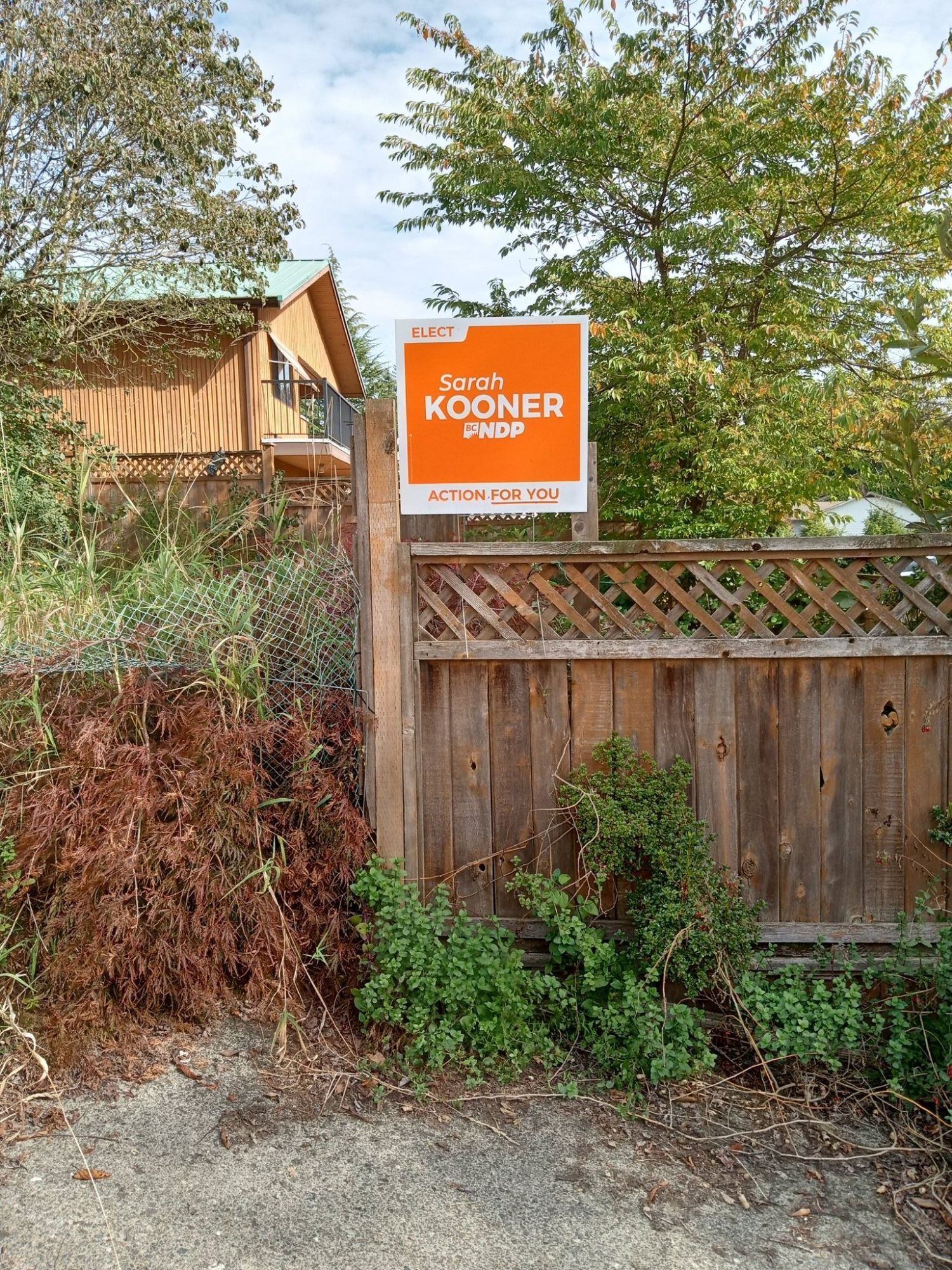 Sarah Kooner lawn sign on the fence in my backyard. She is the BC NDP candidate for Abbotsford South.  Many healthy spearmint plants below the sign