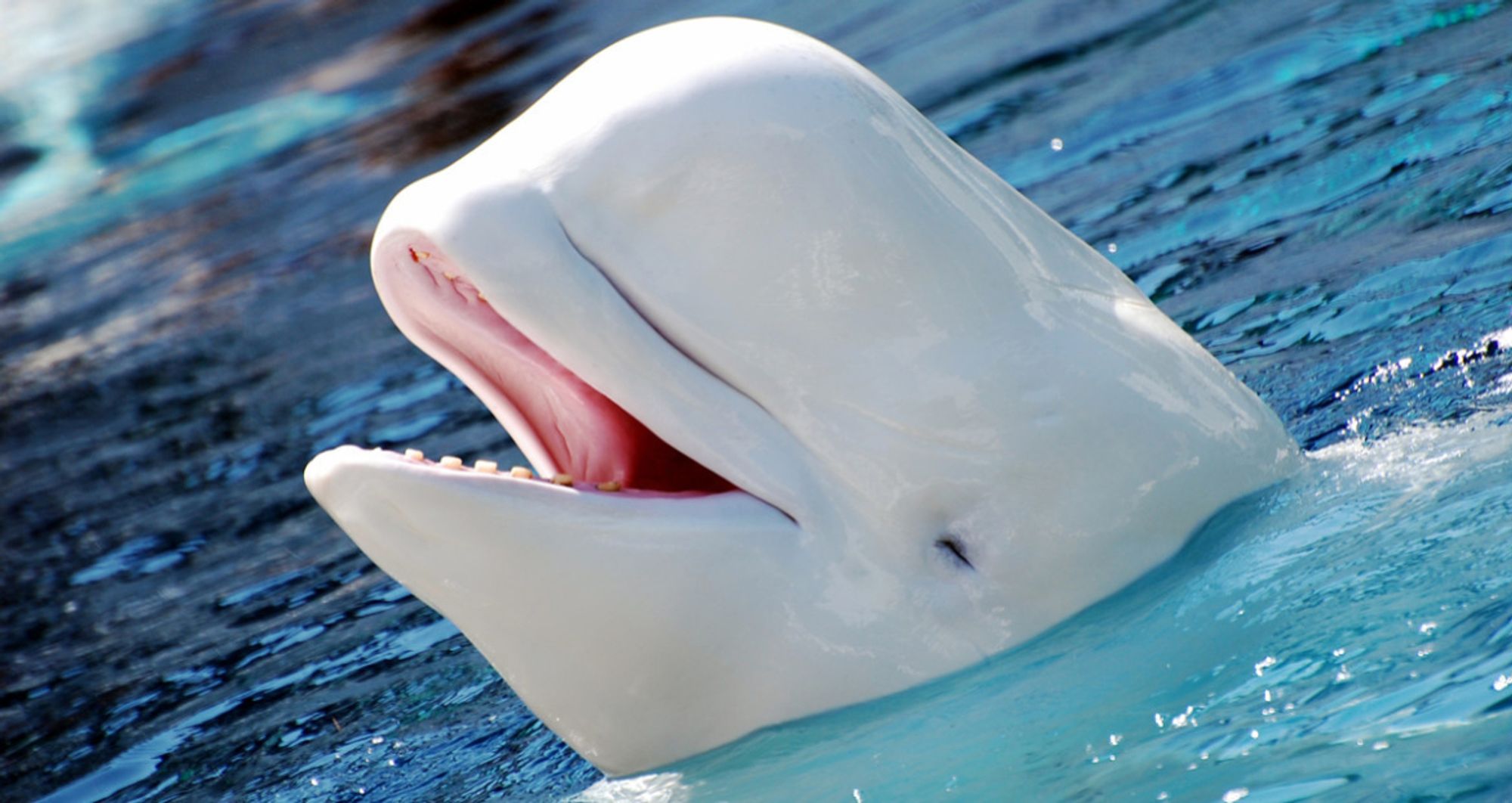 A smiling beluga whale, or, if you hate fun, a beluga whale opening its mouth in a way that resembles smiling.