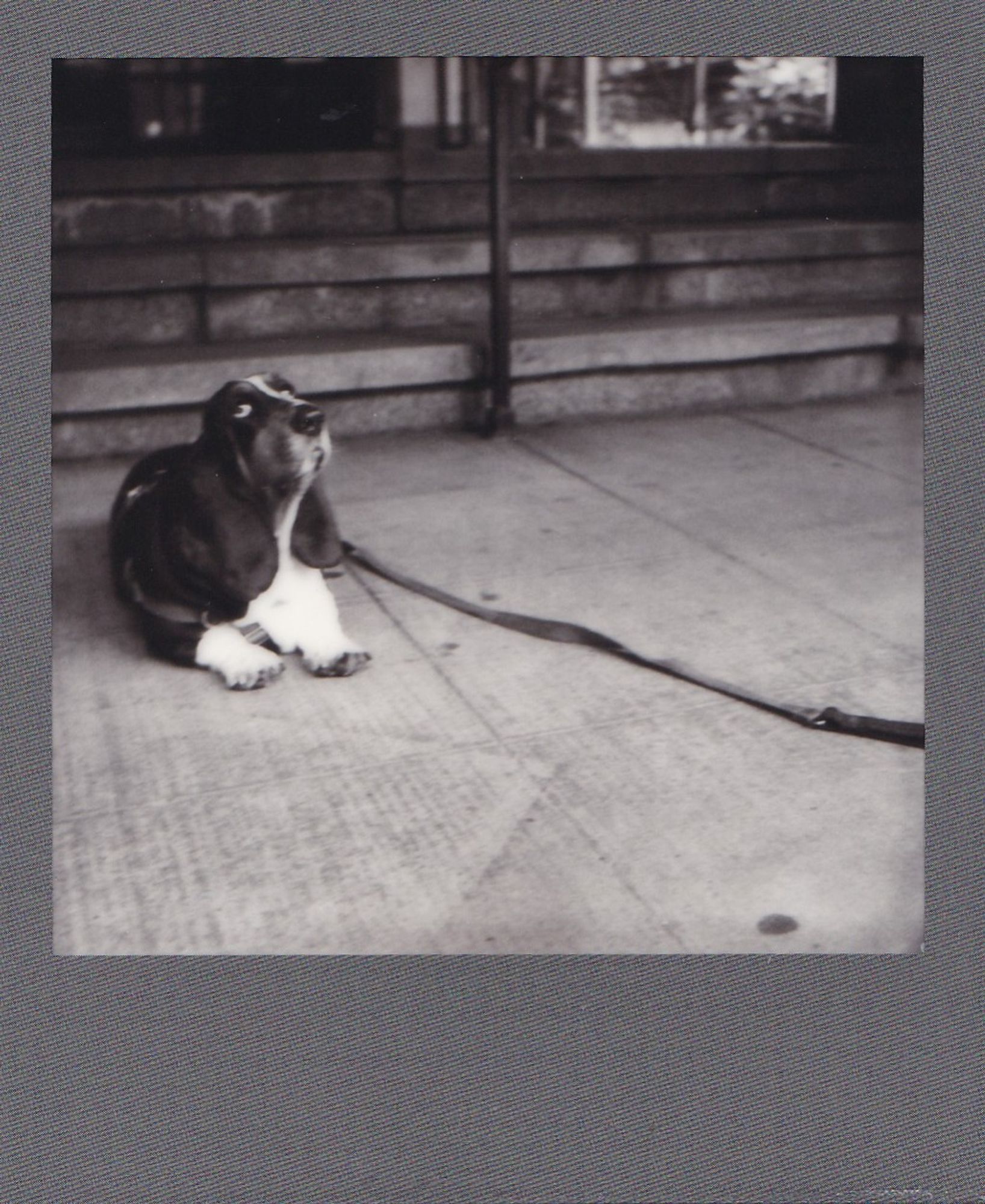 Beautiful female basset hound looking up