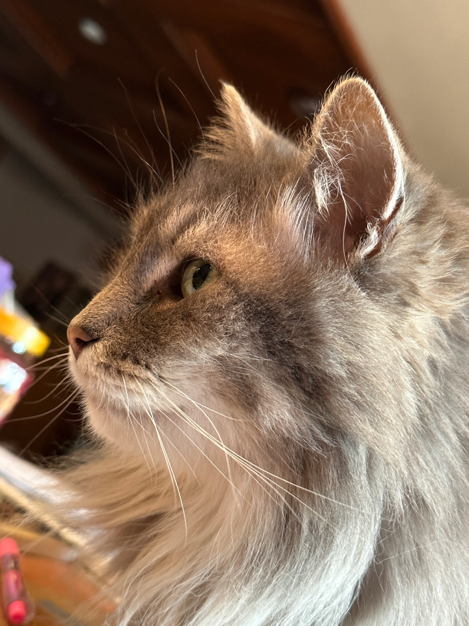 Closeup of a fluffy grey and white cat, Maine coon, with a green eye and a pink nose. A side profile shot with details of the fur and whiskers