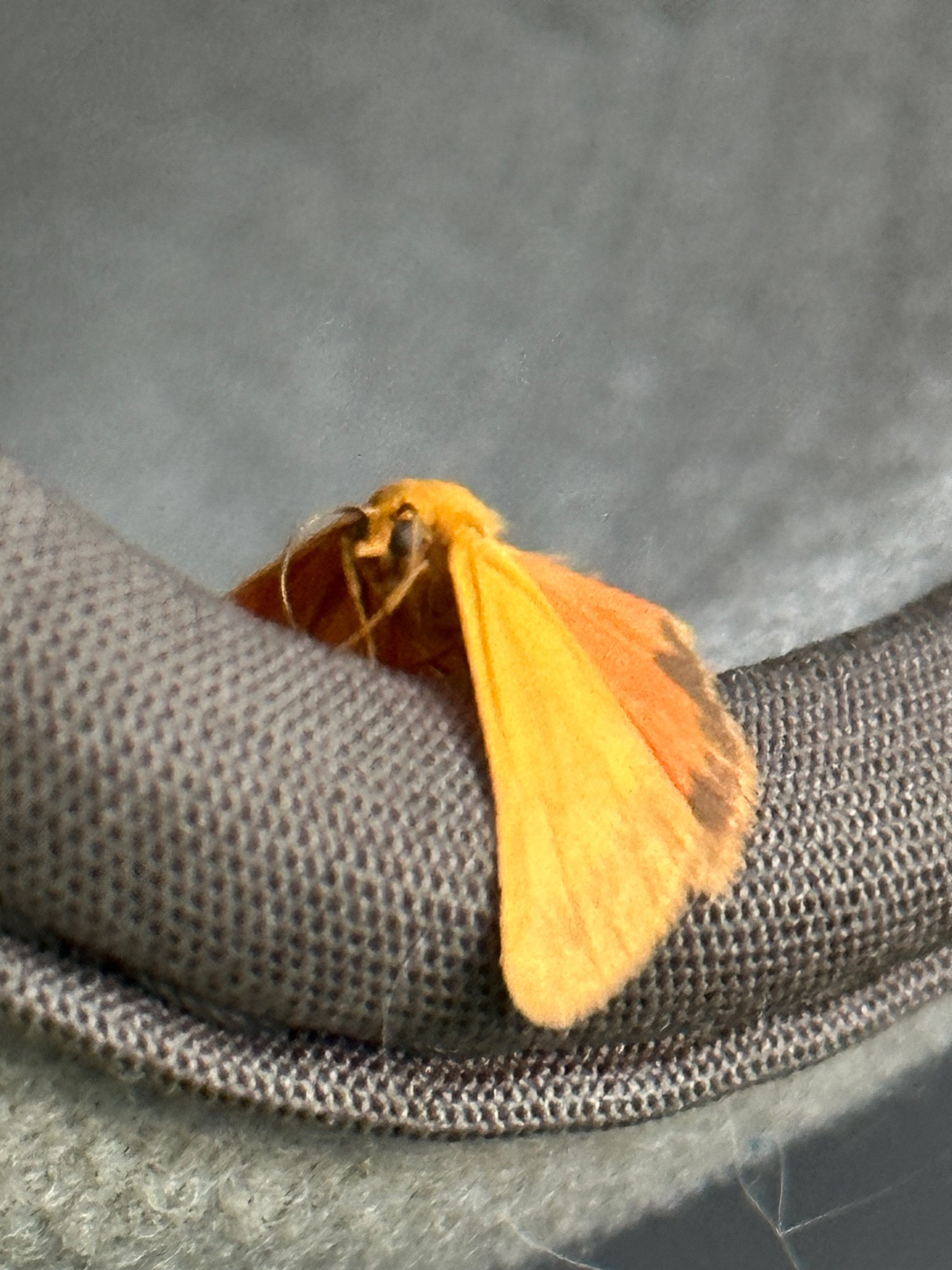 A yellow and orange moth close up.