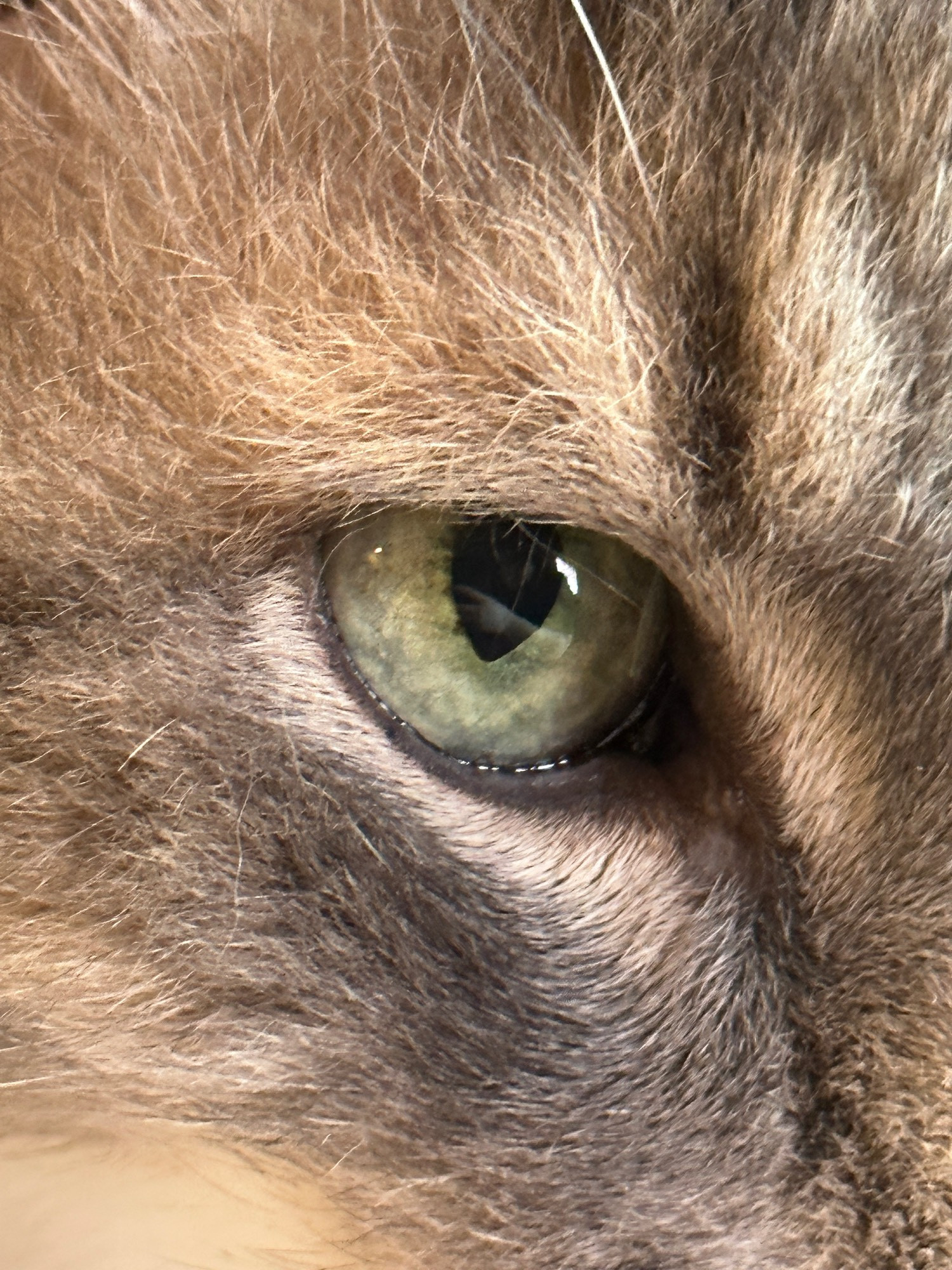 Closeup of a cat’s eye, green in color with grey and white fur.