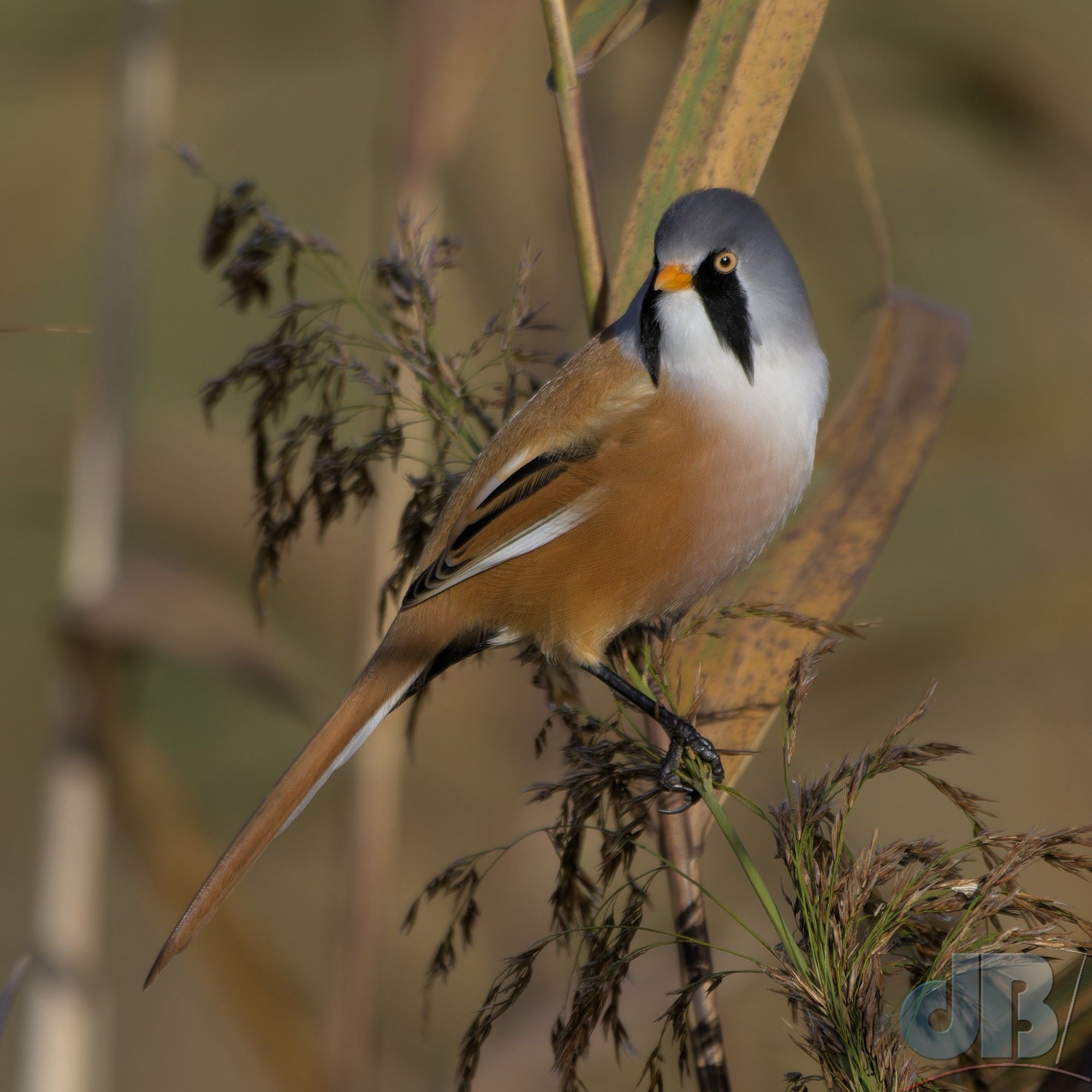 Male Bearded Reedling perched on a reed on the Reedbed Trail at RSPB Ouse Fen showing his "beard" - more like sideburns or moustaches either side of his bill