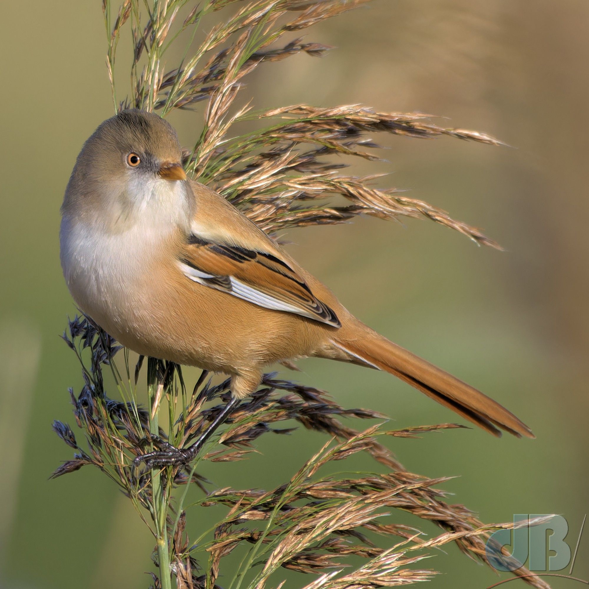 Female Bearded Reedlings lack the "beard of the males