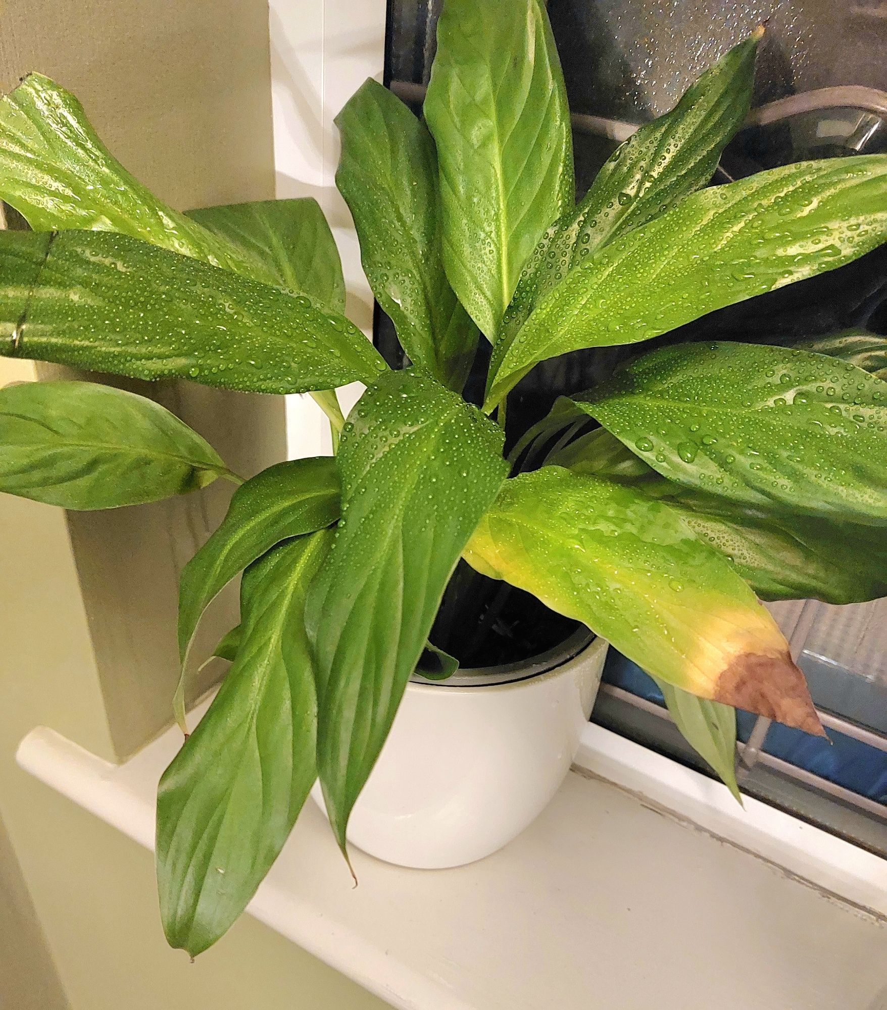 A houseplant with long, green leaves. The leaves are somewhat of an oval shape, tapering at the stem and the ends.