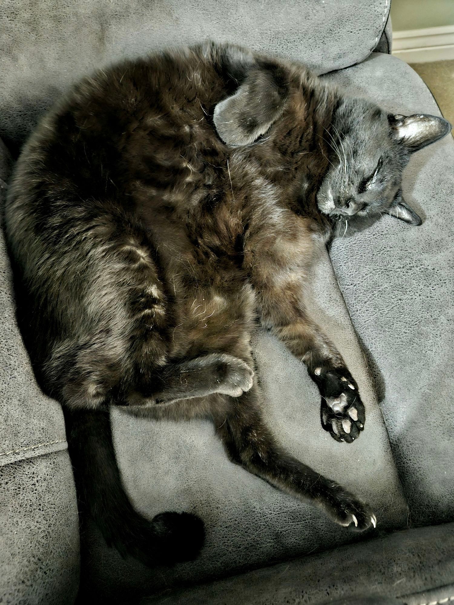 A large black cat is sleeping on his back on a dark grey sofa