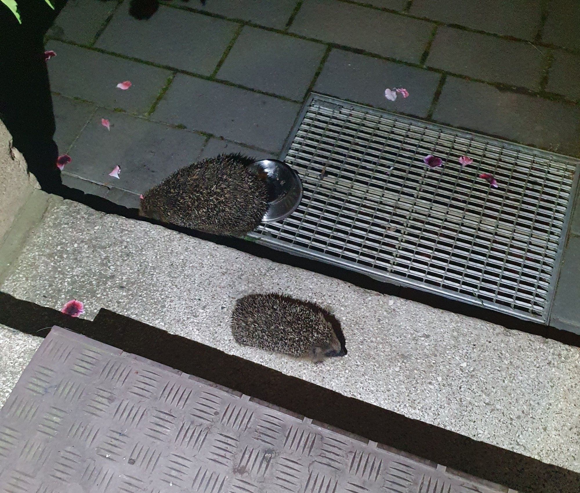 Zwei Igel am Fressnapf