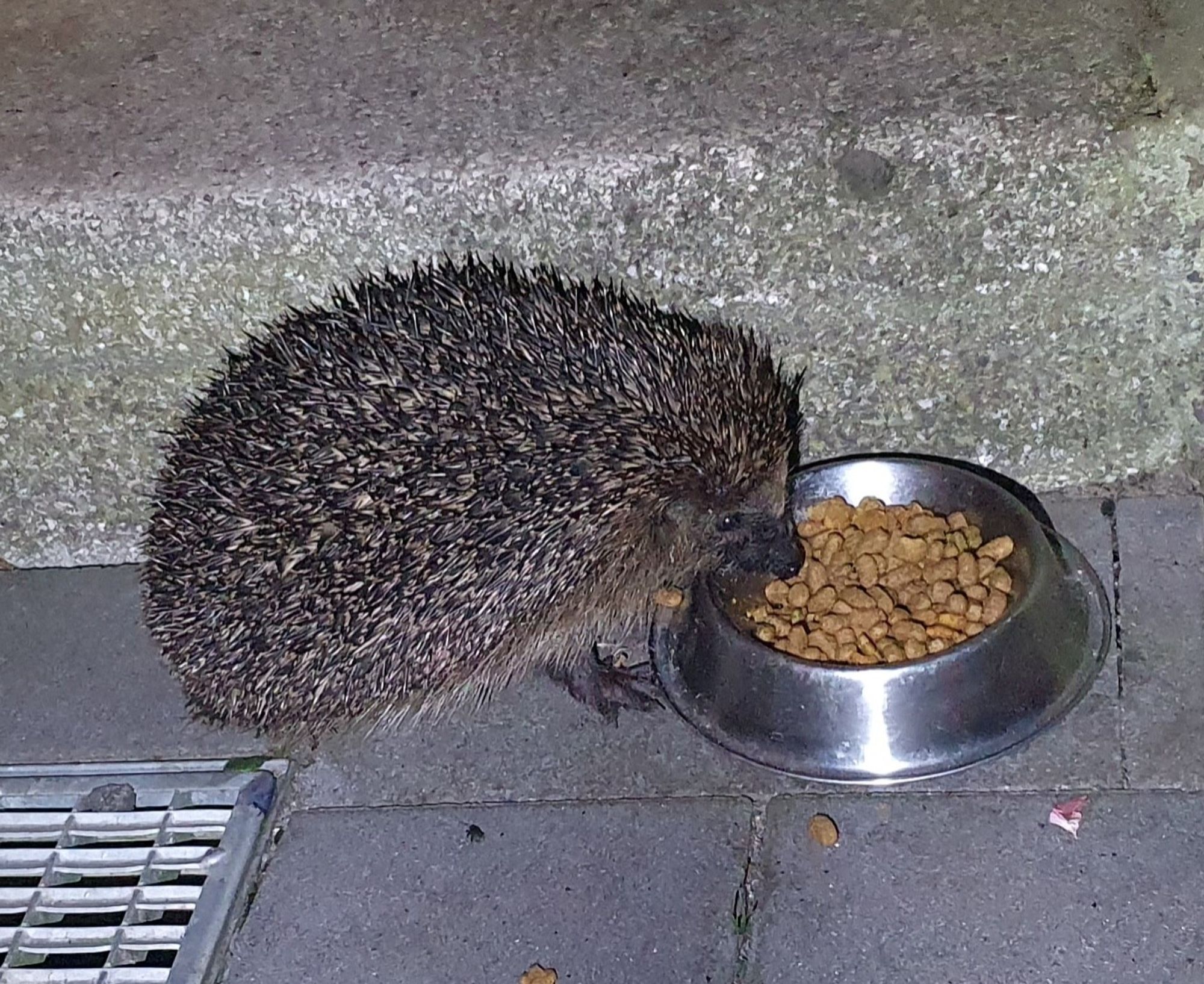 Igel am Fressnapf