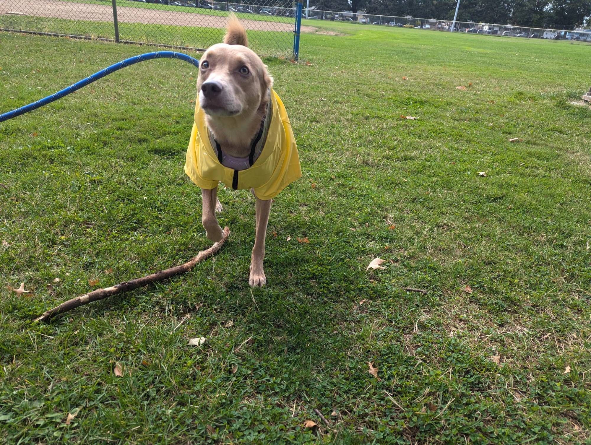 silly dog in a rain jacket at the park