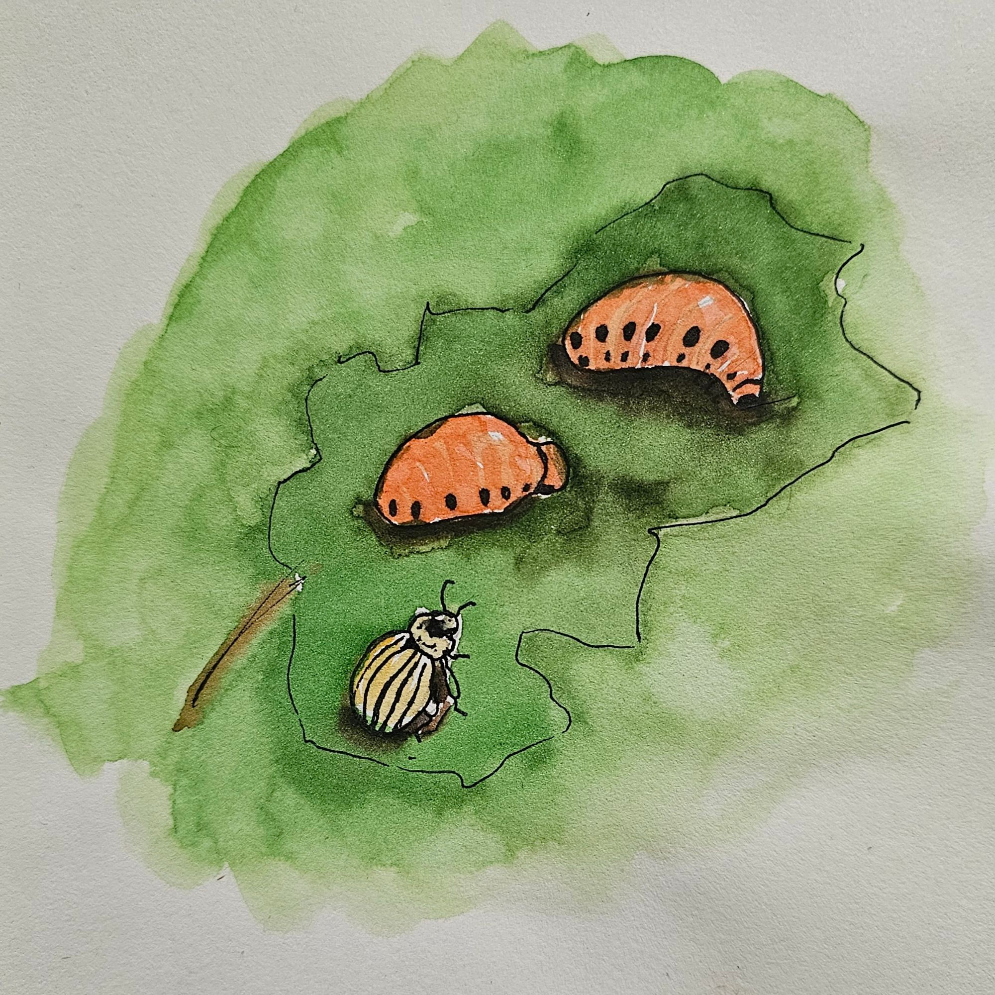 Aquarell mit Fineliner: 2 orangefarbene Kartofflkäferlaven + 1 Kartoffelkäfer auf einem angefressen Kartoffelblatt.