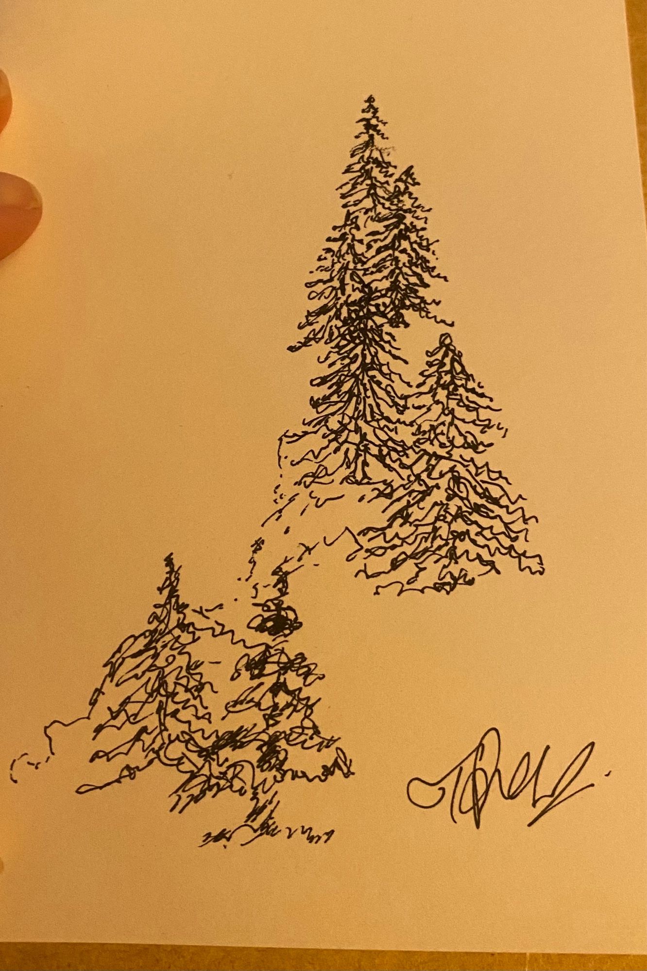 Pen on card, sketch card. 6 fir trees sketched in pen on card stock.