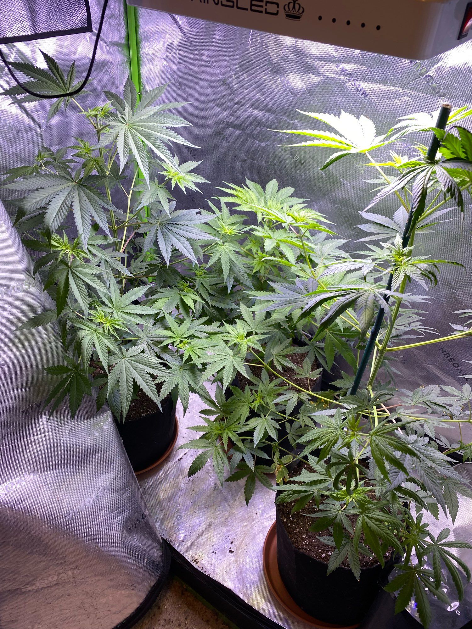 Three cannabis plants inside a silver lined grow tent. Each one is in a black cloth grow pot and sitting on terracotta colored plant saucers. 