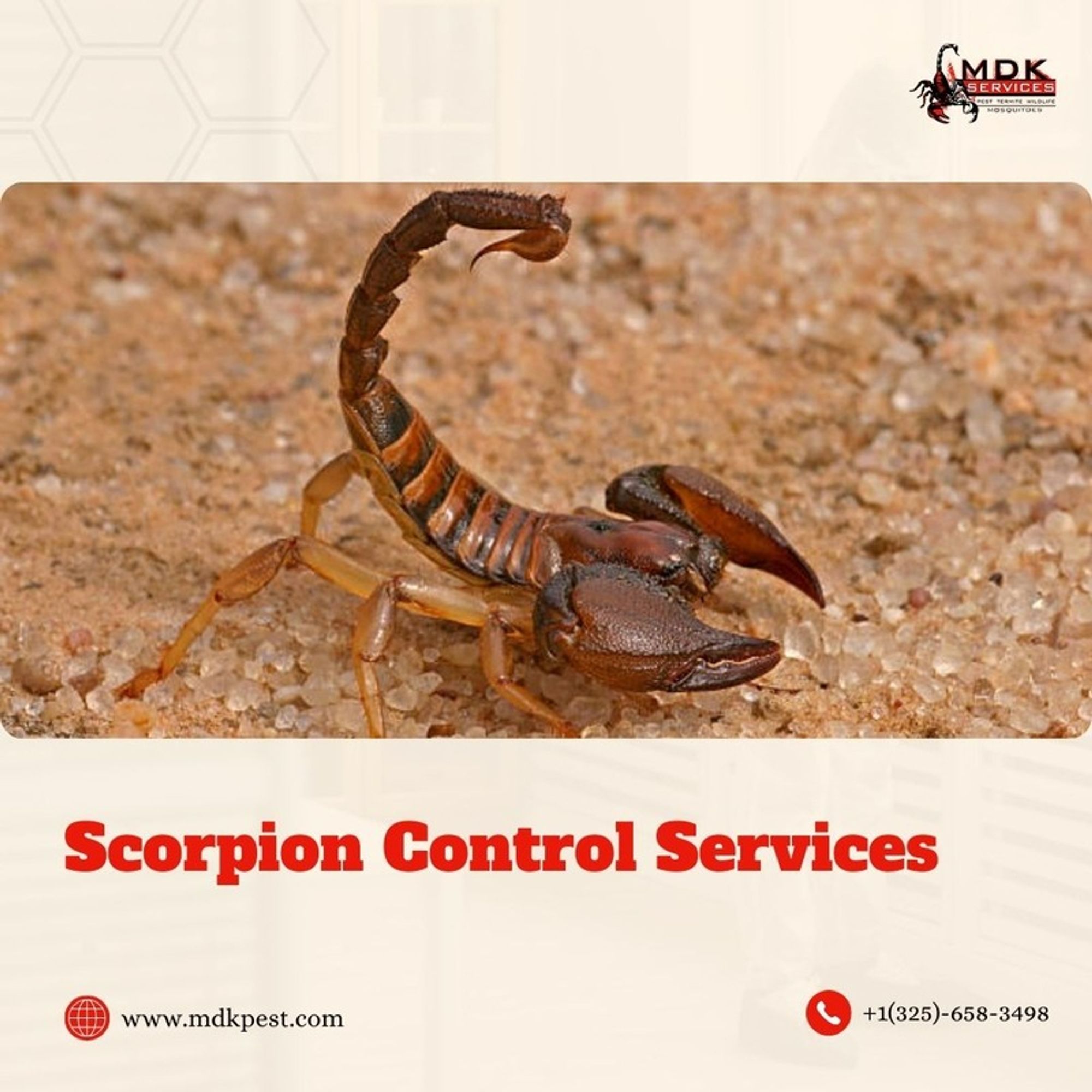 A scorpion on sand