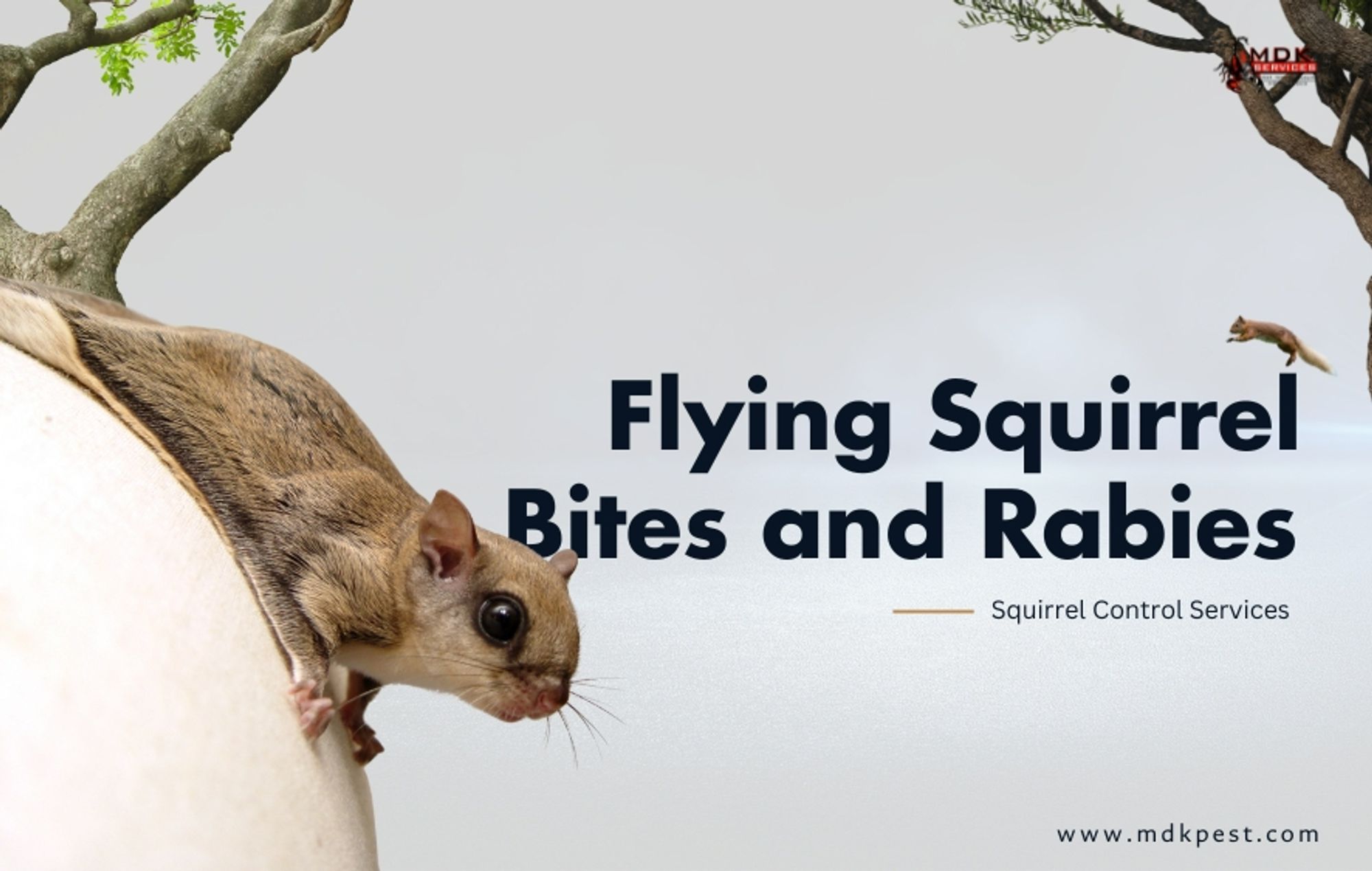 Flying Squirrel Bites and Rabies