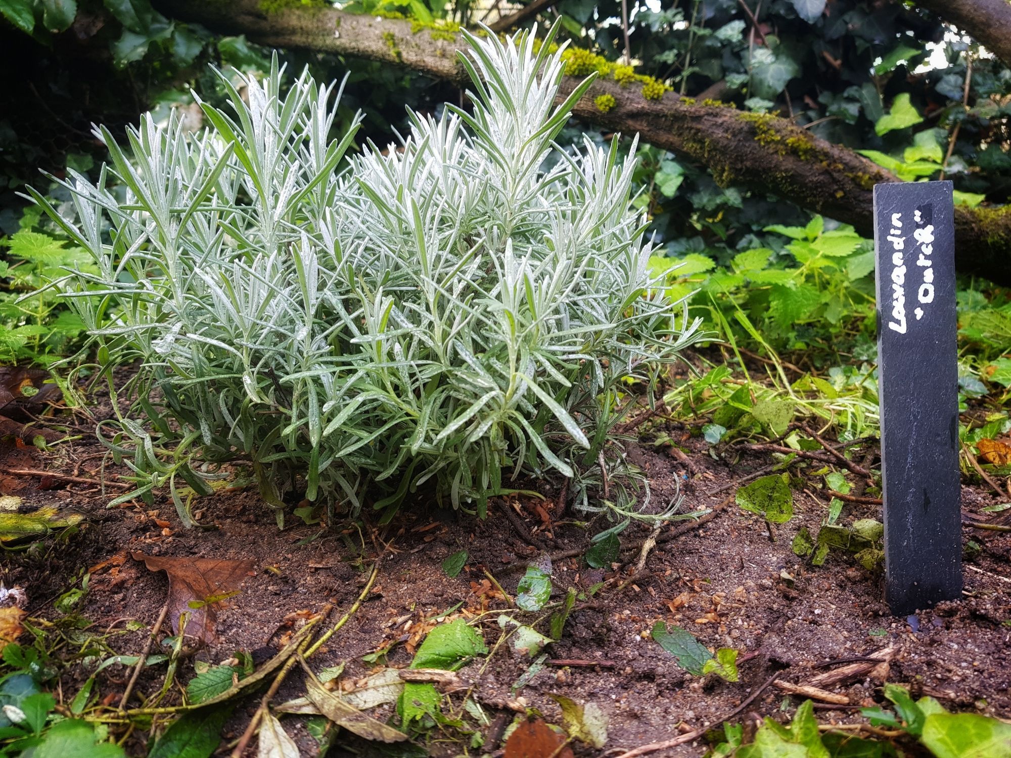 Un pied de lavandin planté parmi quatre pieds de lavandes et lavandins.