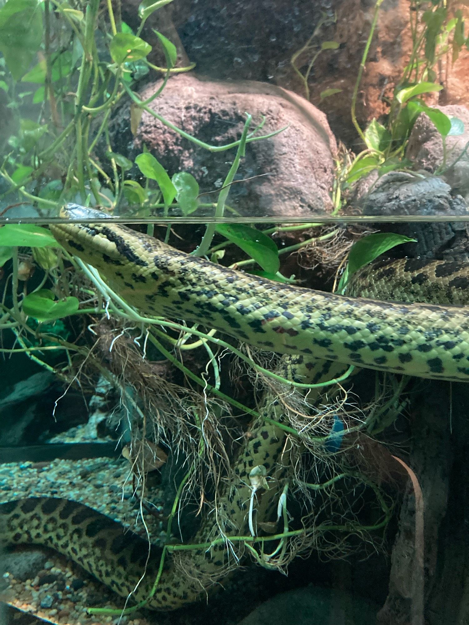 A photo of an anaconda in a zoo enclosure. Their body is partially submerged in water, and their face is just peeking out of the water. They were very cute.