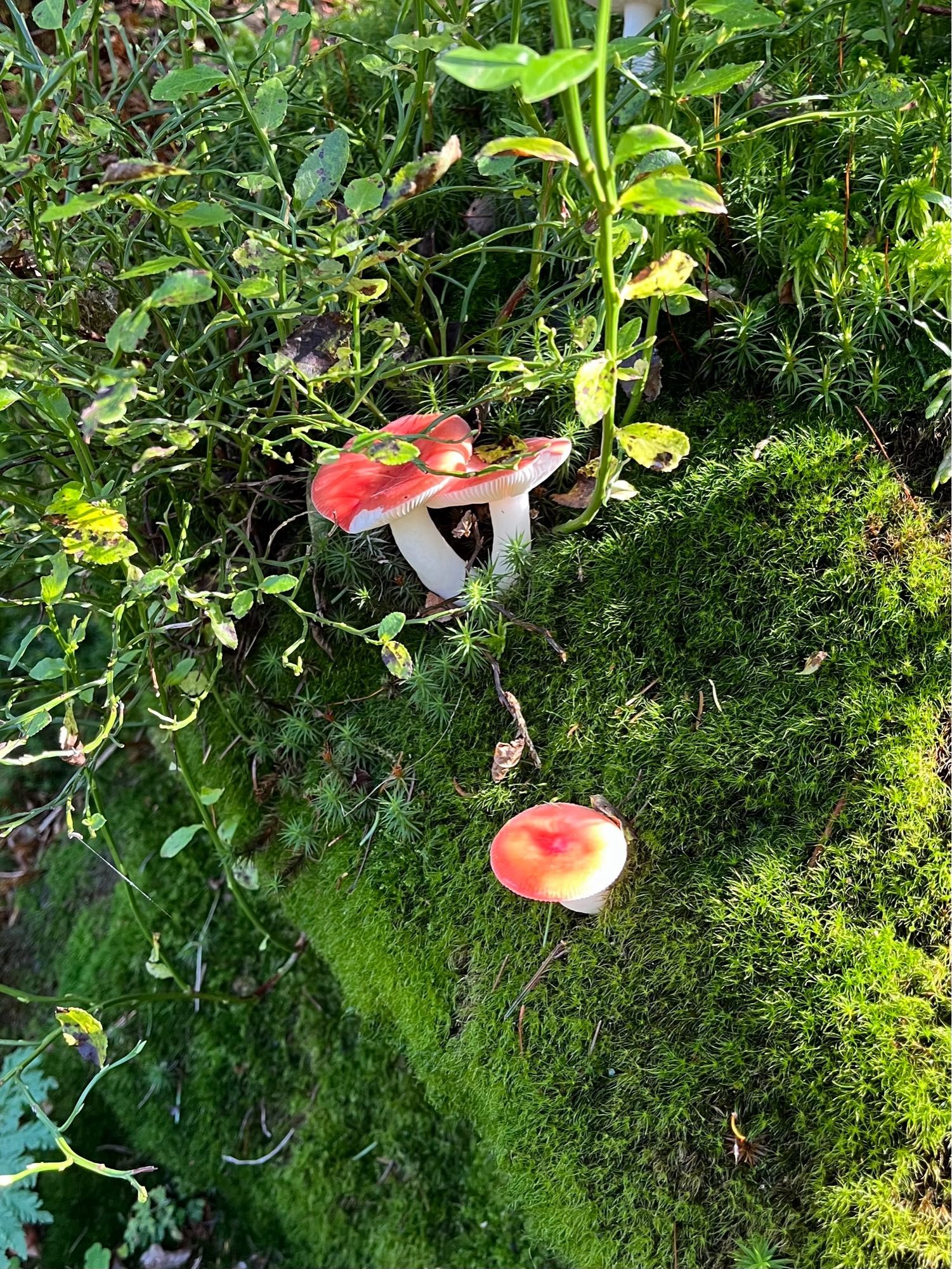 kleine pilze mit hellrotem hut und weißem stiel im wald auf moos